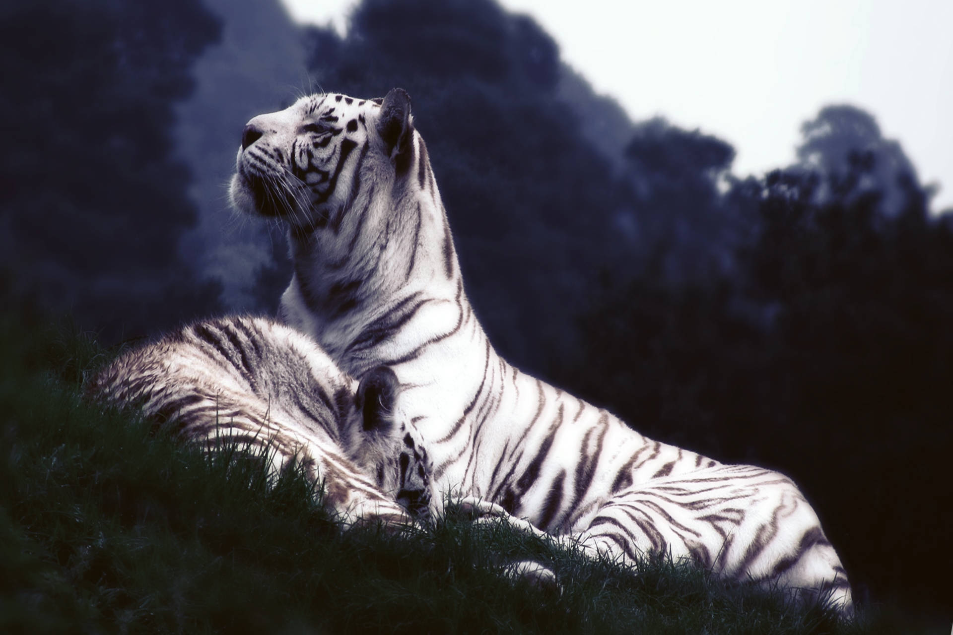 Dos crías de tigre blanco descansando en el pasto Fondos de pantalla