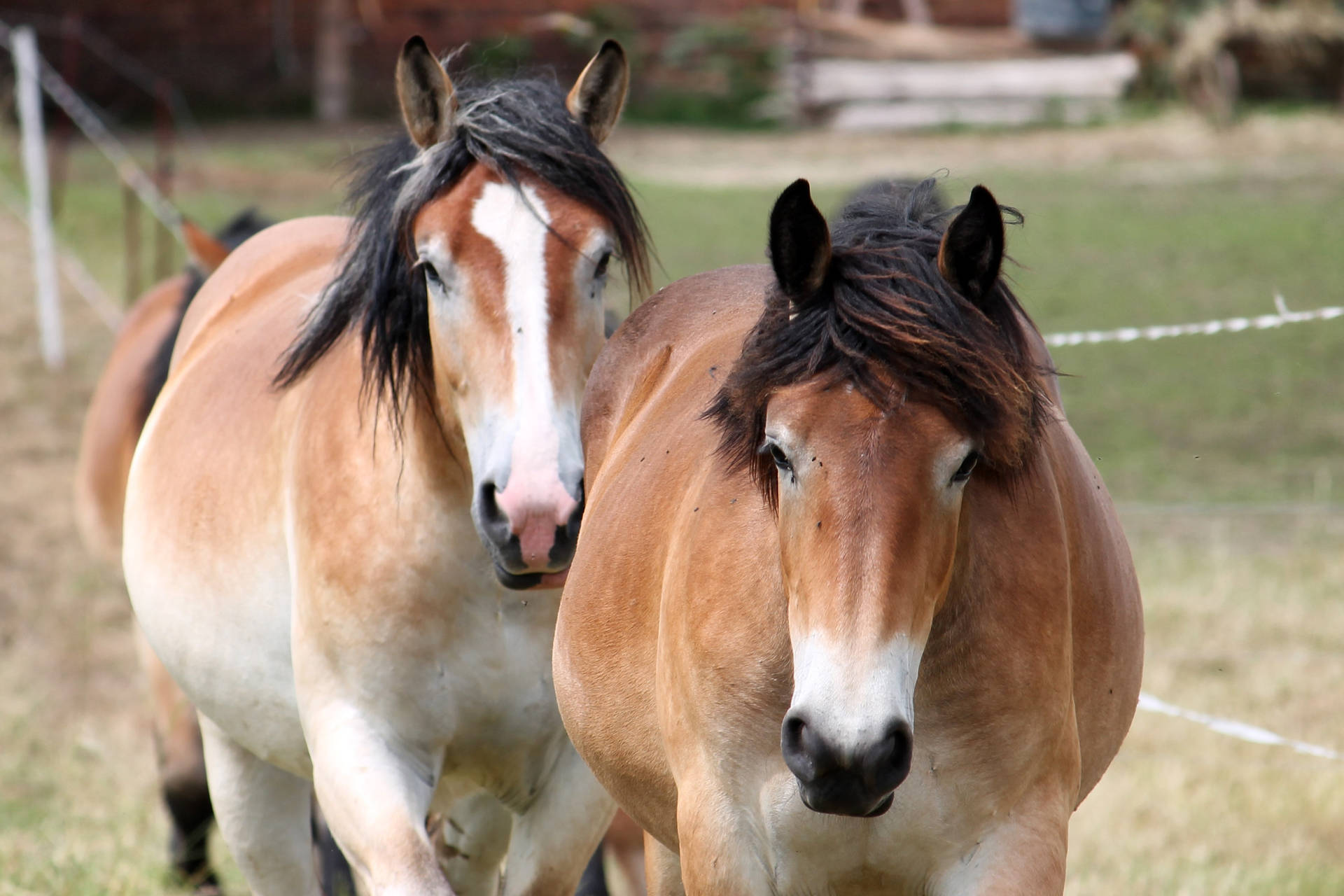 Fondo de pantalla de un par de caballos marrones en un prado