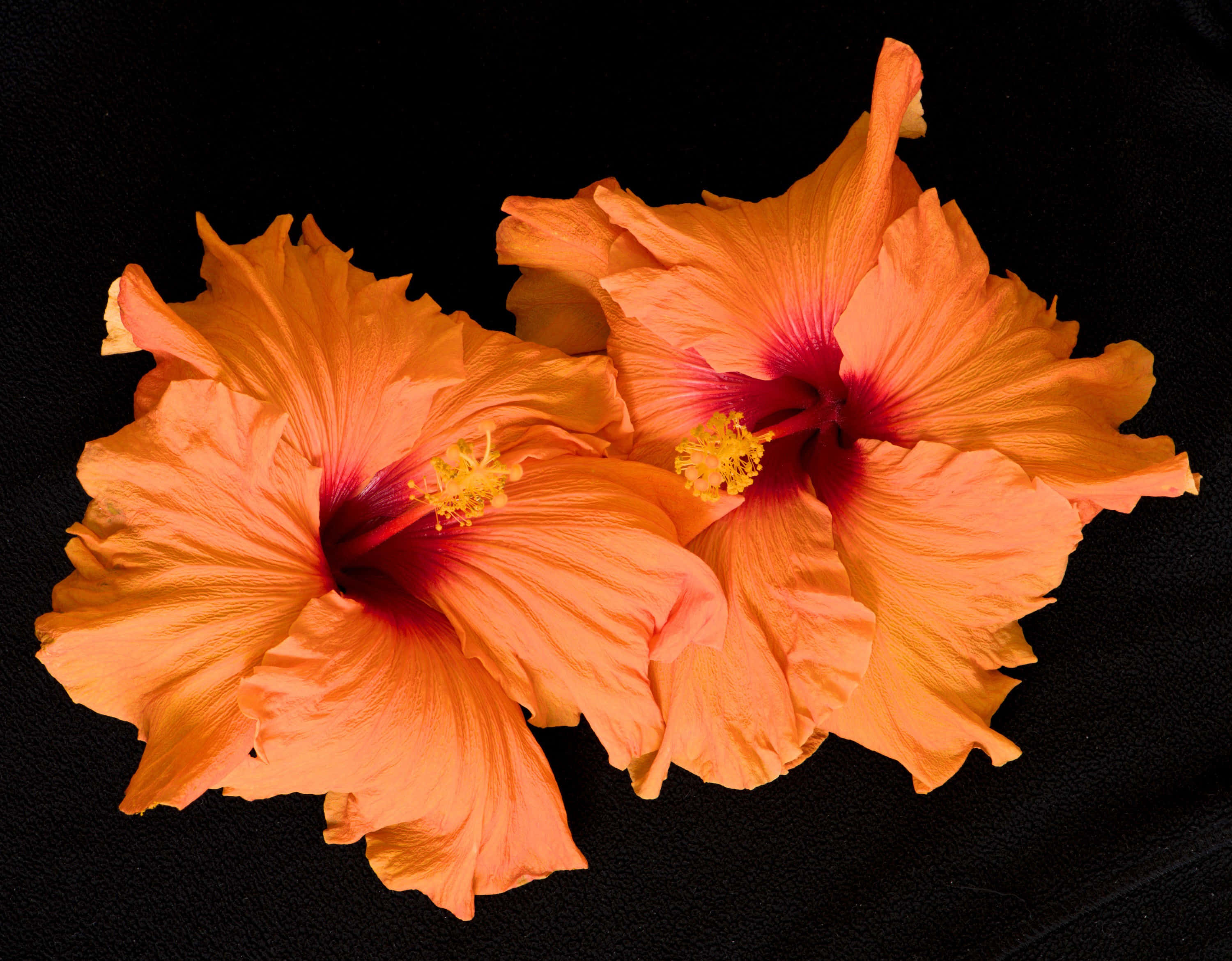 Dos Flores de Hibisco Naranja Fondos de pantalla