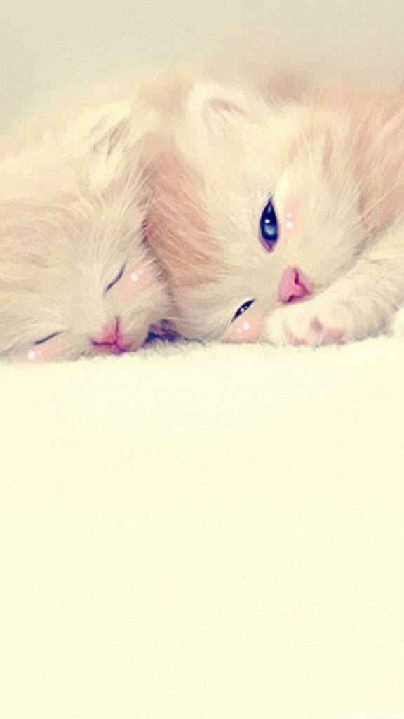 Dos Gatitos Enamorados Fondos de pantalla