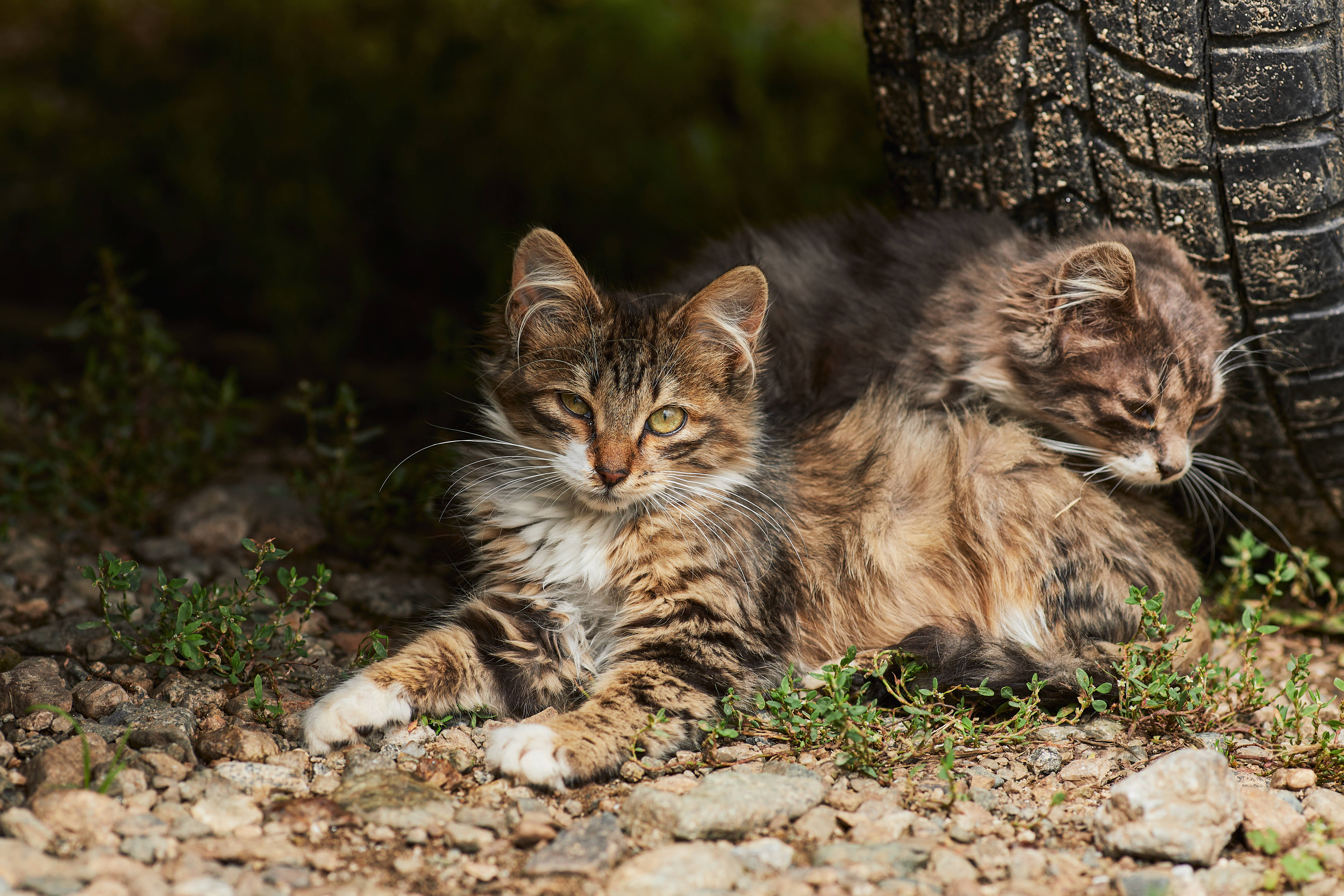 Dos gatos estéticos junto a una llanta Fondos de pantalla