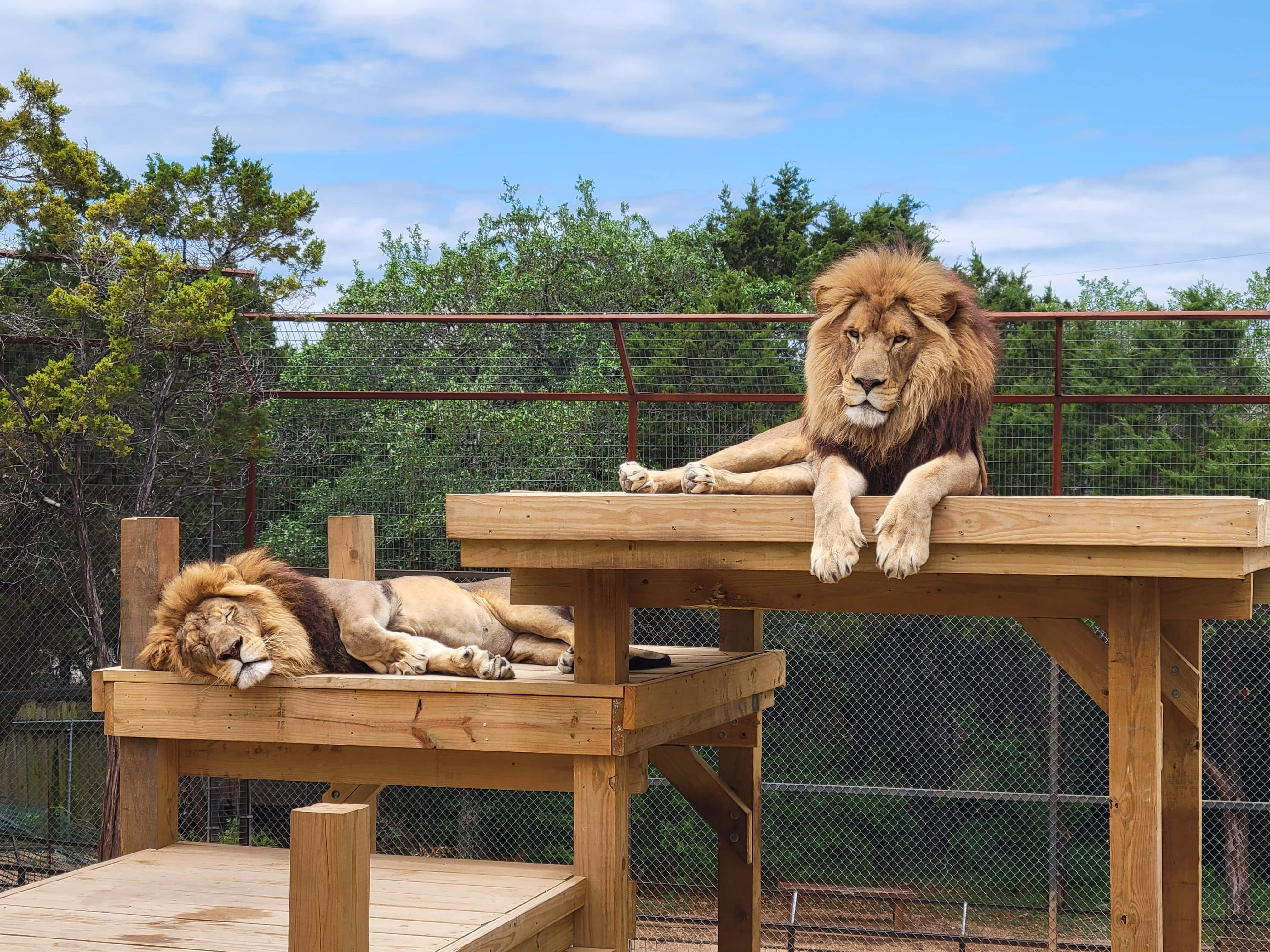 Dos leones rey en el zoológico Fondos de pantalla