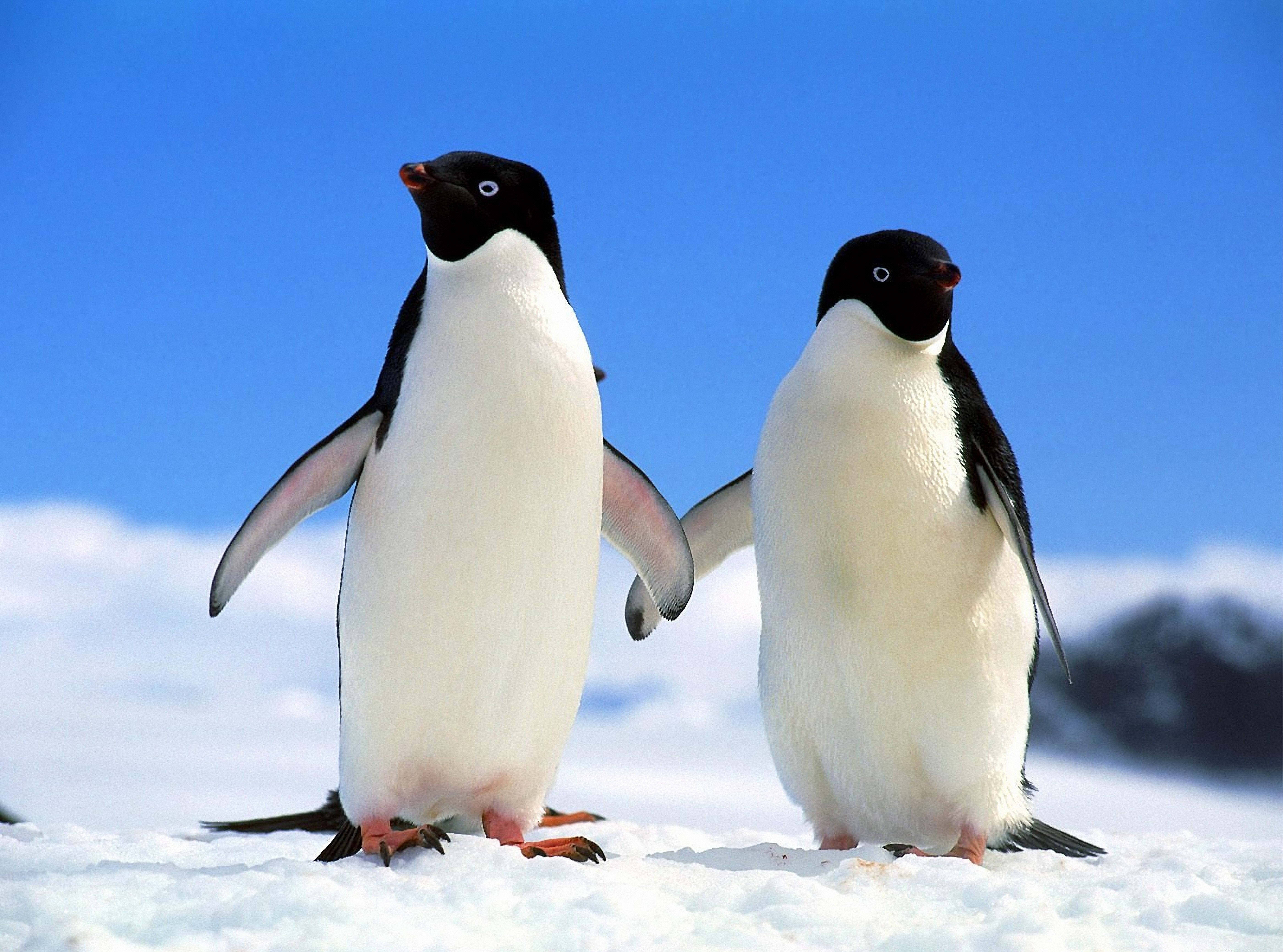 Dos Pingüinos Tomados de las Aletas Fondos de pantalla