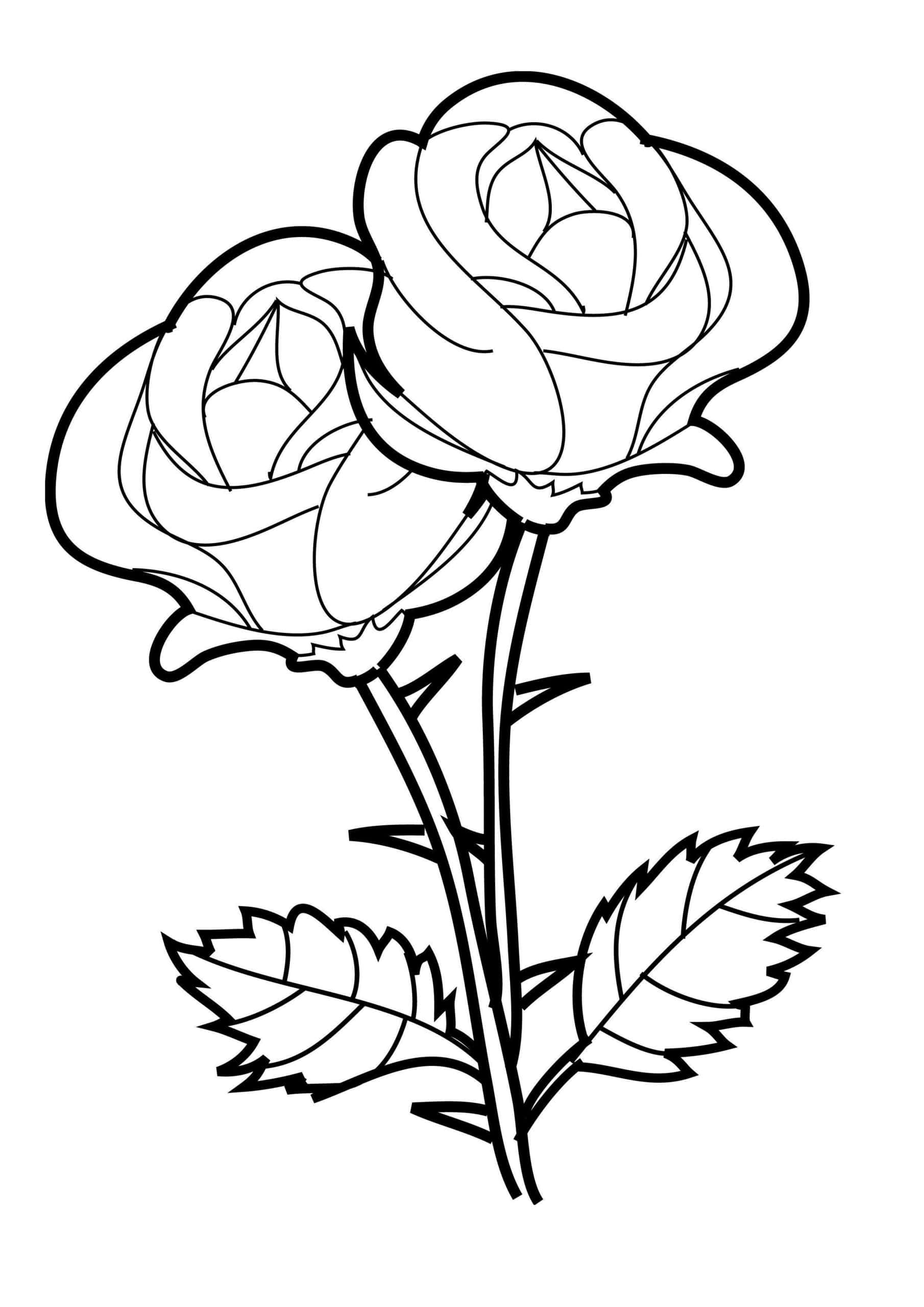 dos rosas para colorear Fondos de pantalla