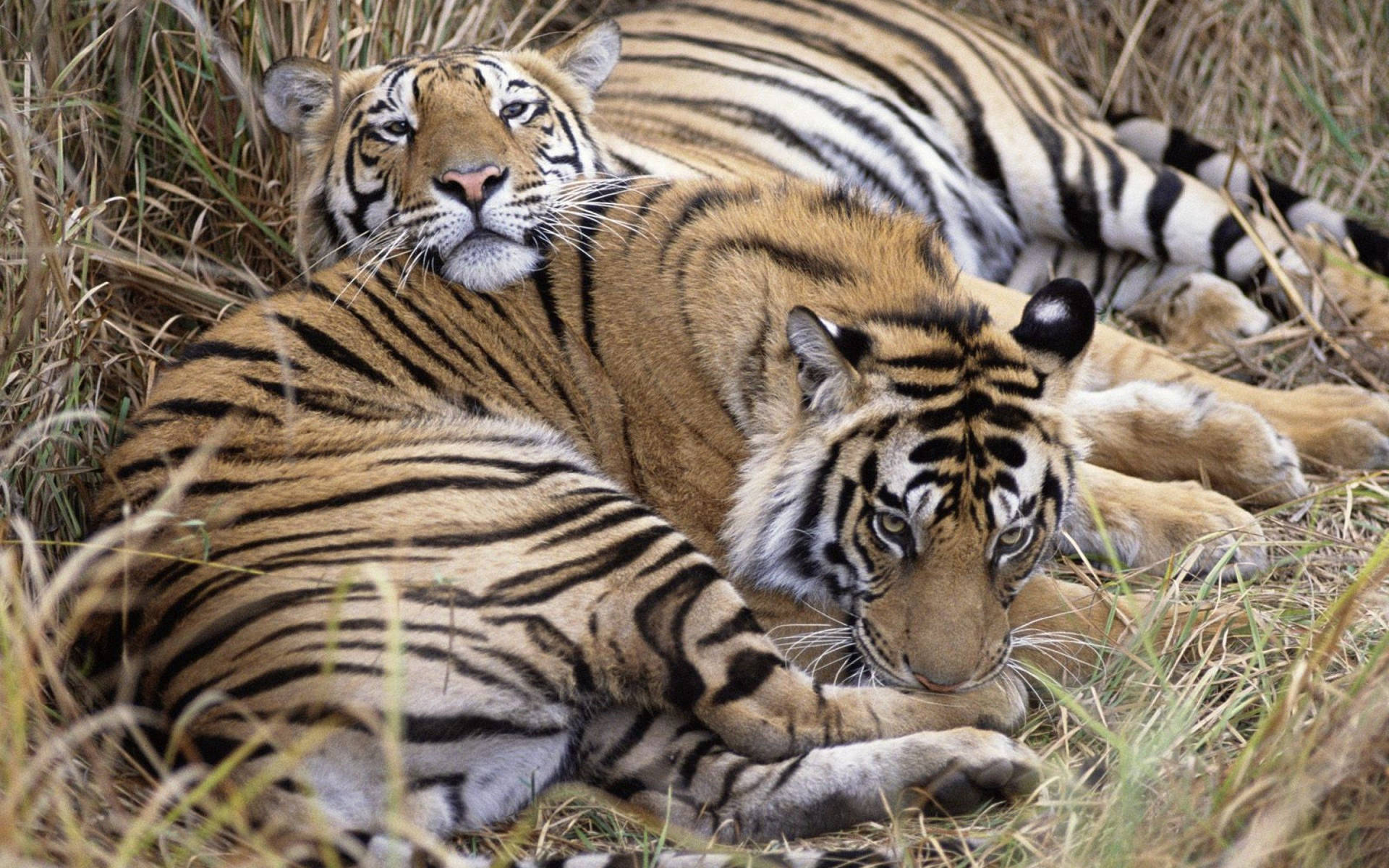 Fondo de pantalla de dos tigres recostados sobre pasto seco