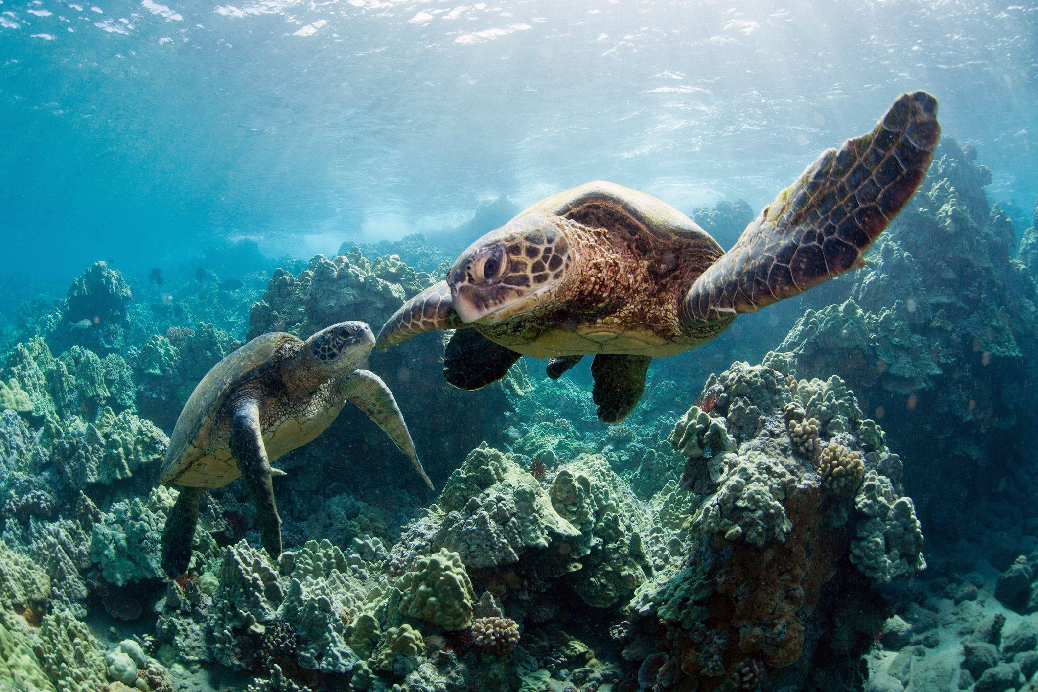 Dos Tortugas Lindas en el Océano Fondos de pantalla