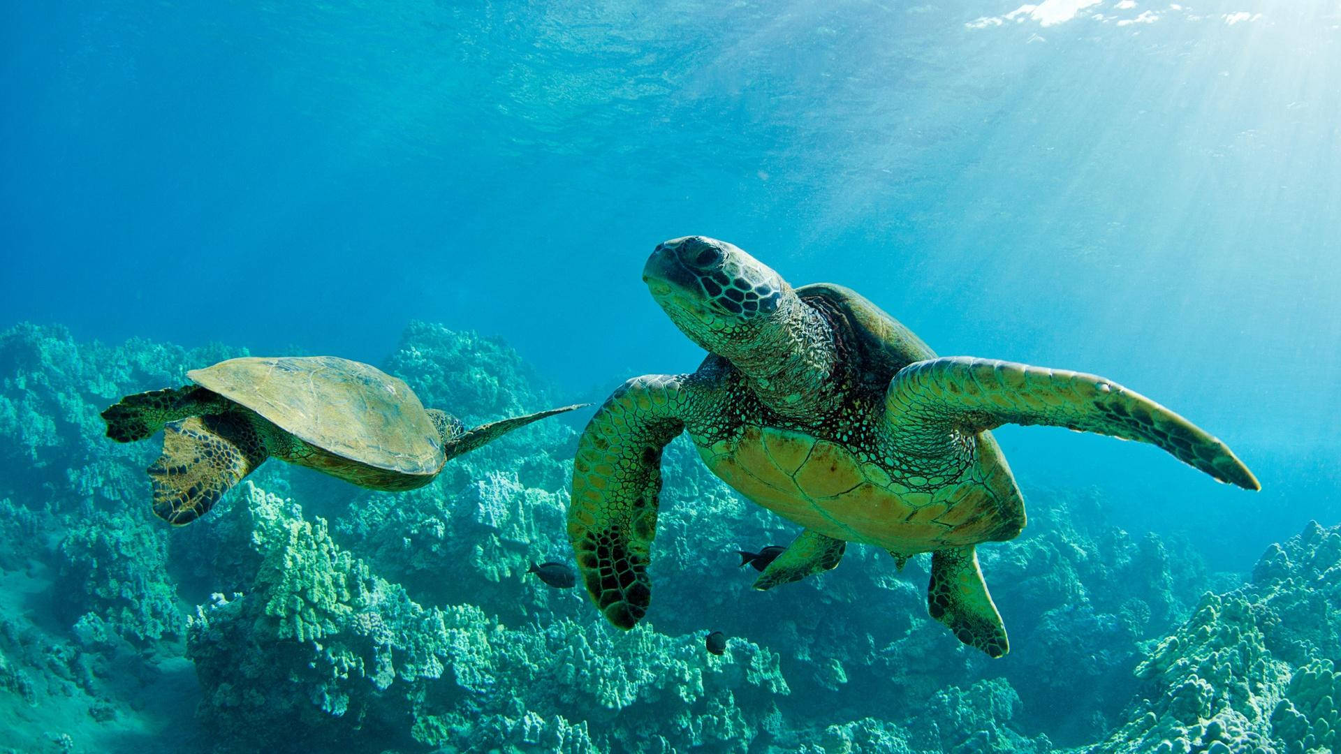 Dos Tortugas Marinas en Direcciones Opuestas Fondos de pantalla
