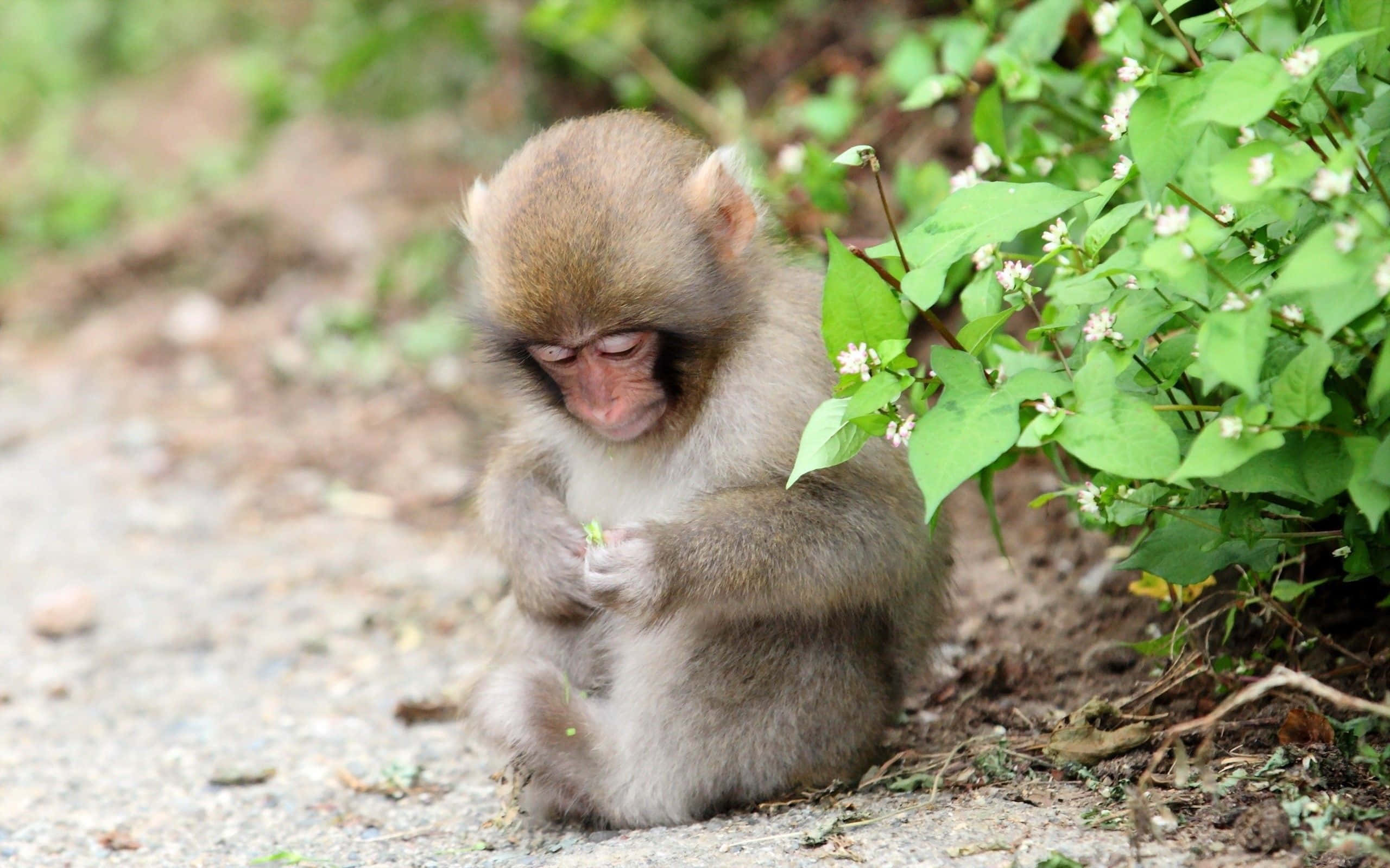 ¡Dulce, juguetón y obviamente adorable! Fondos de pantalla