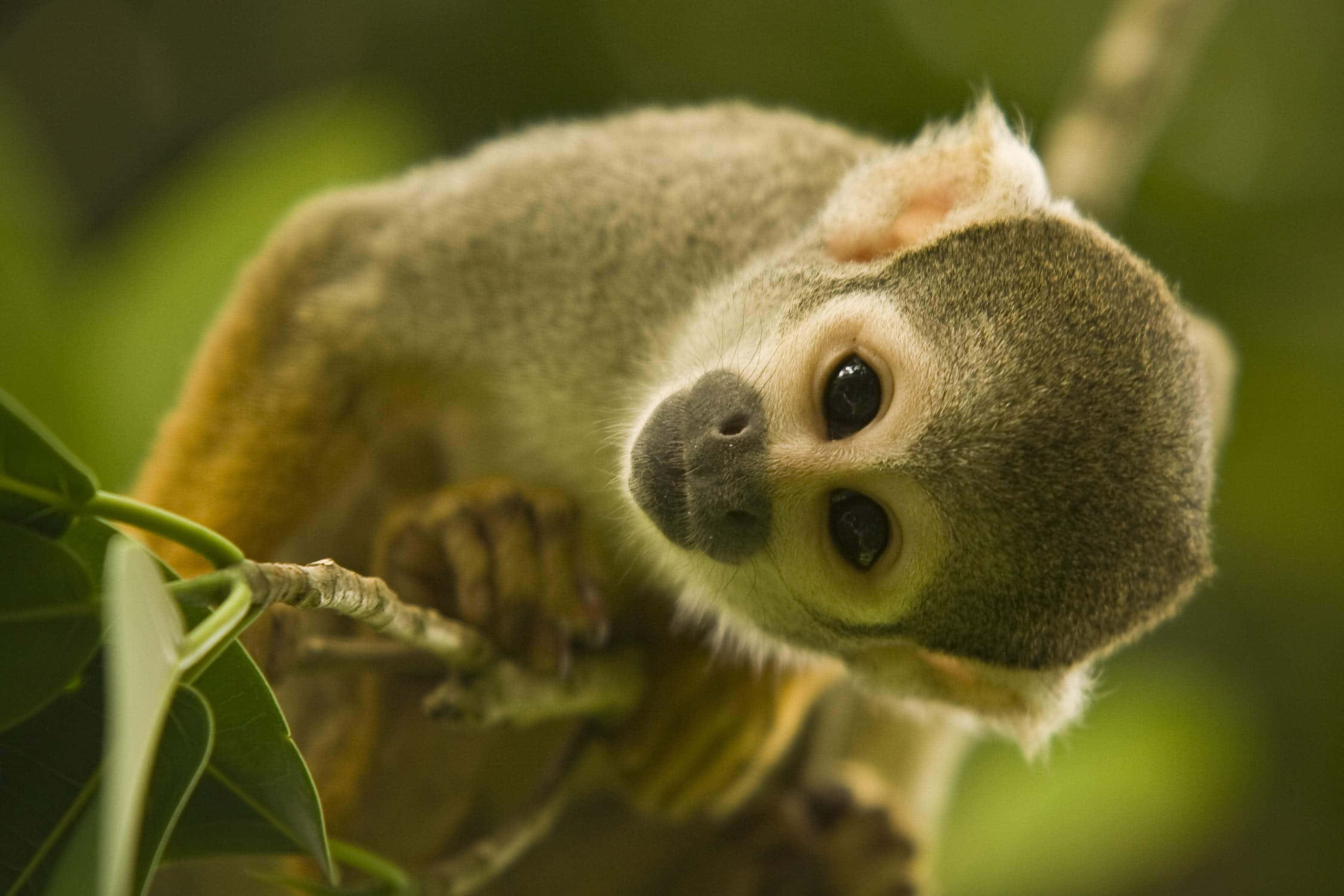 Dulce y adorable, este mono lindo no puede esperar para mostrarte una sonrisa. Fondos de pantalla