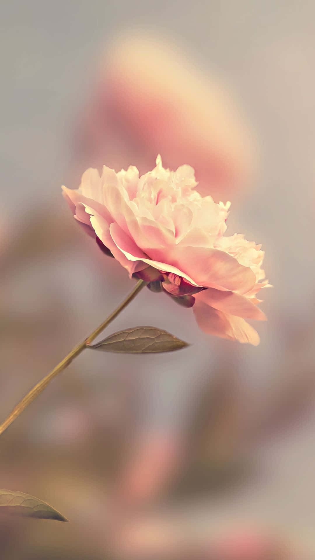 Efecto Borroso Rosa HD Fondos de pantalla