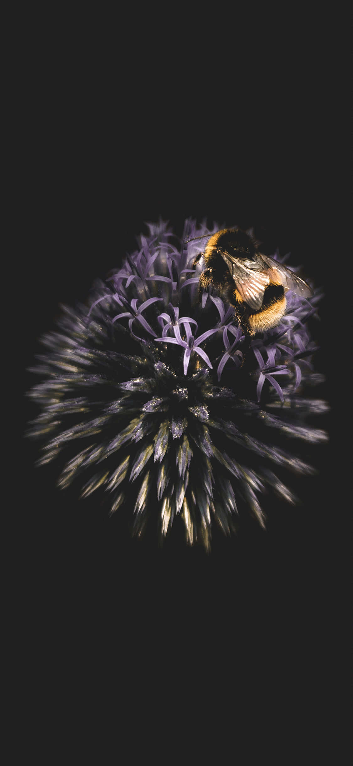 Efecto Circular Estético de Abeja para iPhone Fondos de pantalla