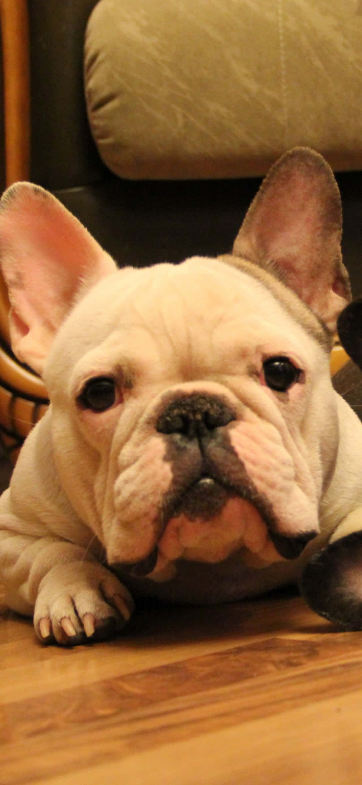 El adorable Bulldog Francés Fondos de pantalla