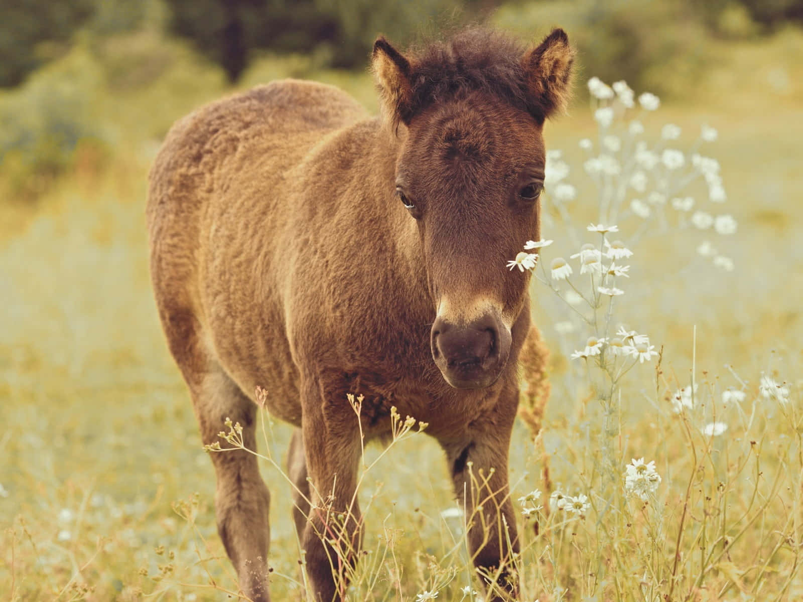 ¡El caballo más lindo de todos! Fondos de pantalla