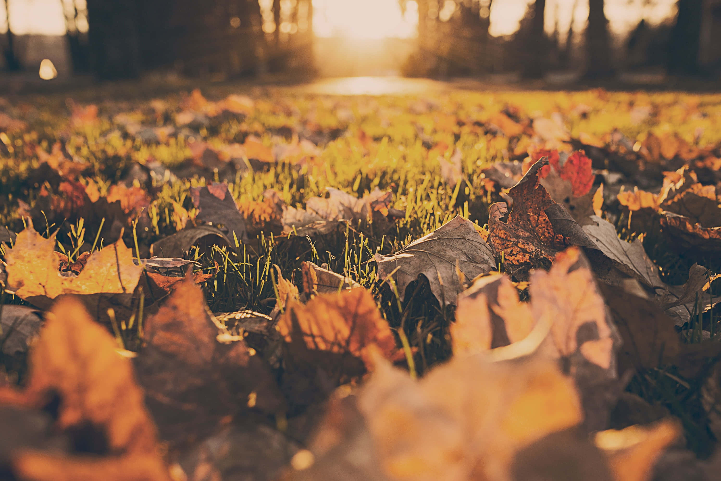 El cambio de estaciones trae consigo la belleza del otoño Fondos de pantalla