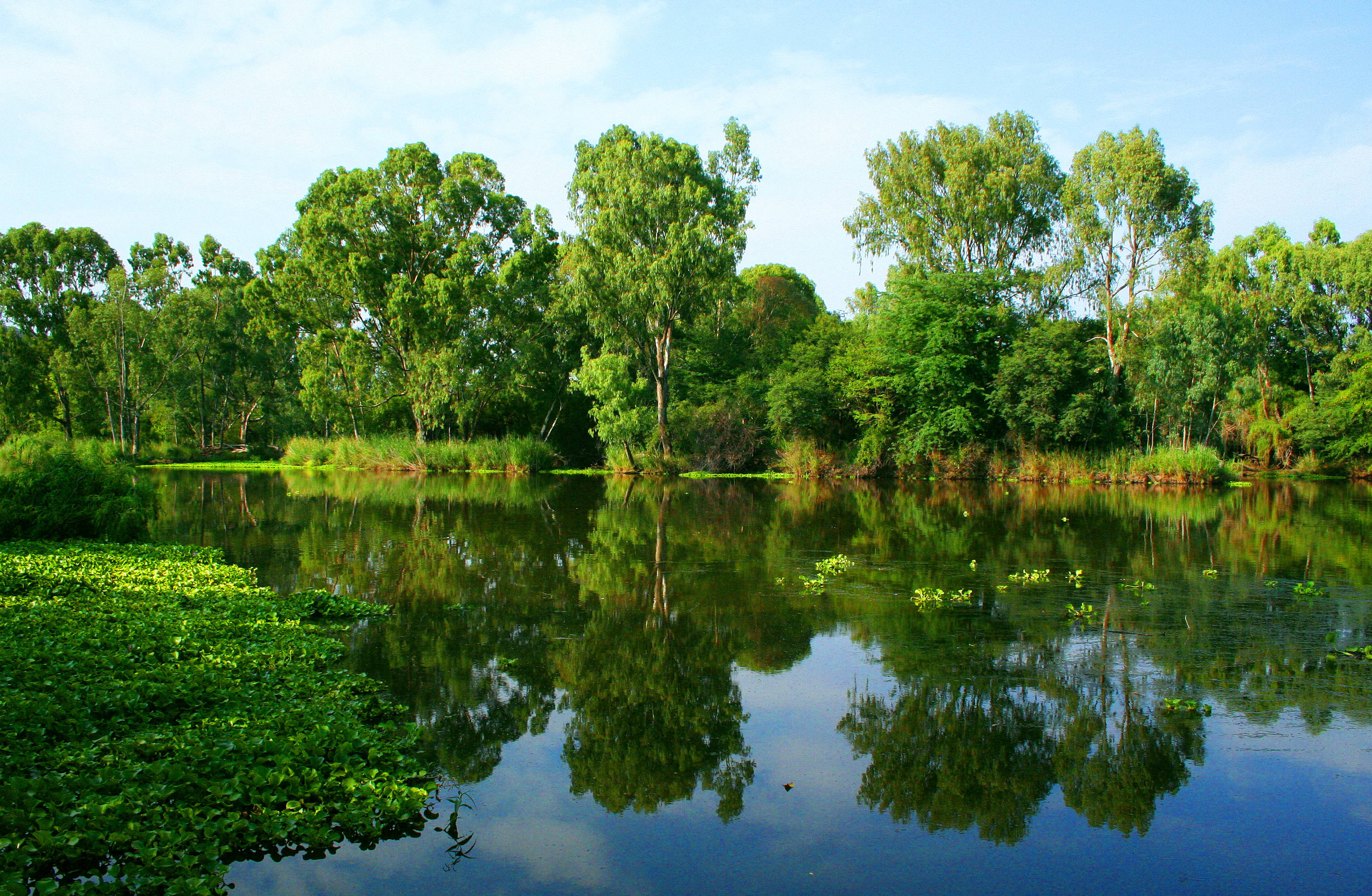 El día perfecto de verano junto a un río tranquilo. Fondos de pantalla