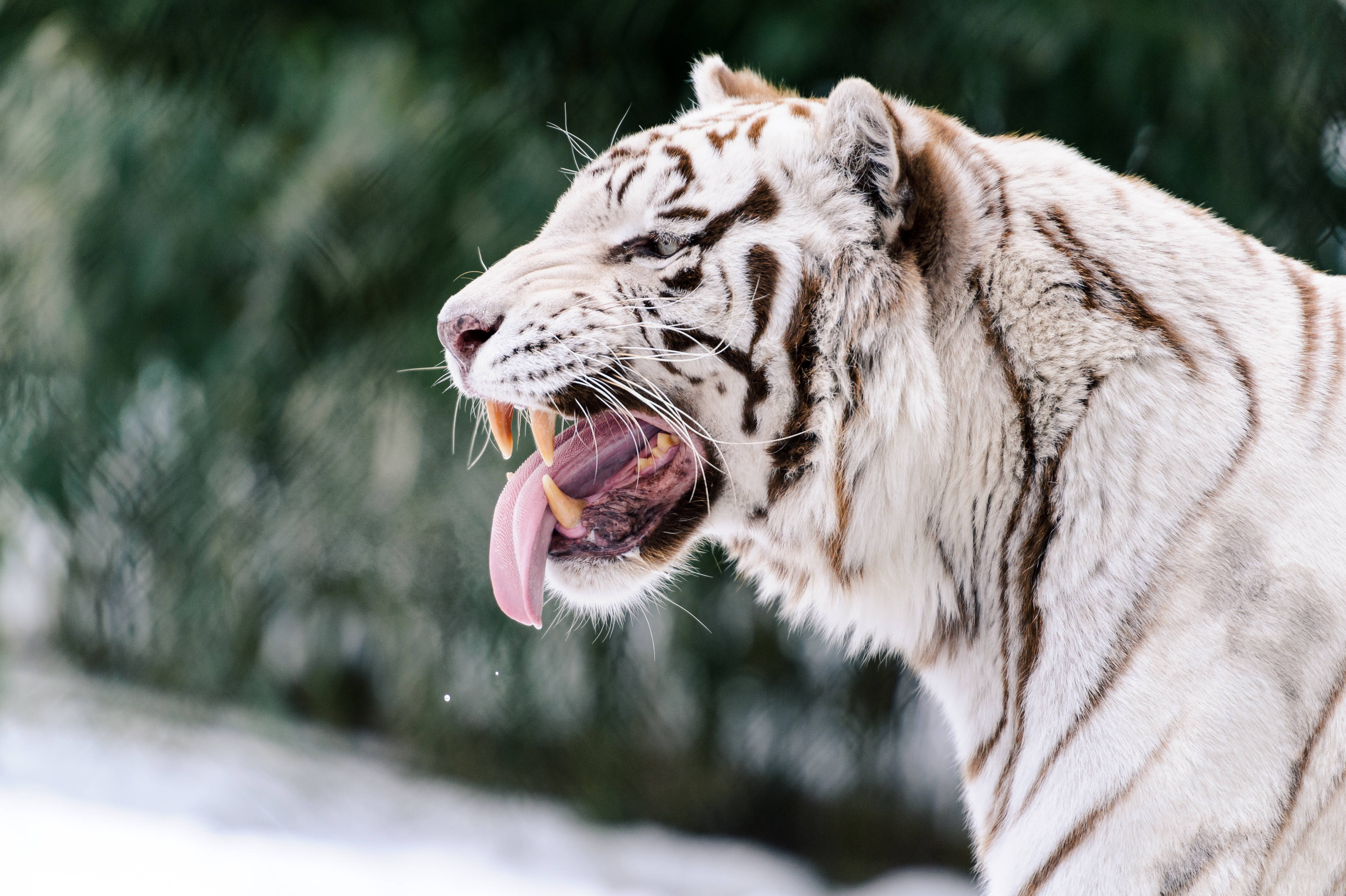 El Feroz Tigre Blanco Fondos de pantalla