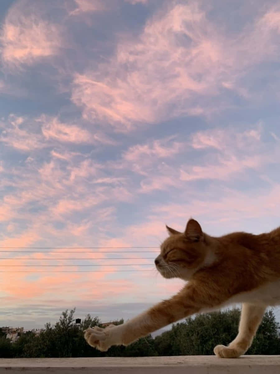 El Gato Estético Definitivo Fondos de pantalla