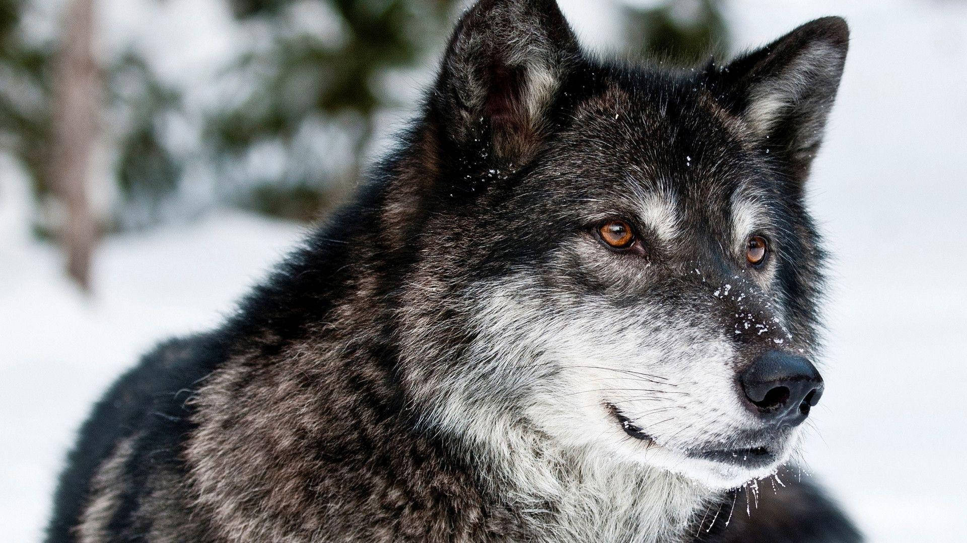 El Lobo Solitario Fondos de pantalla