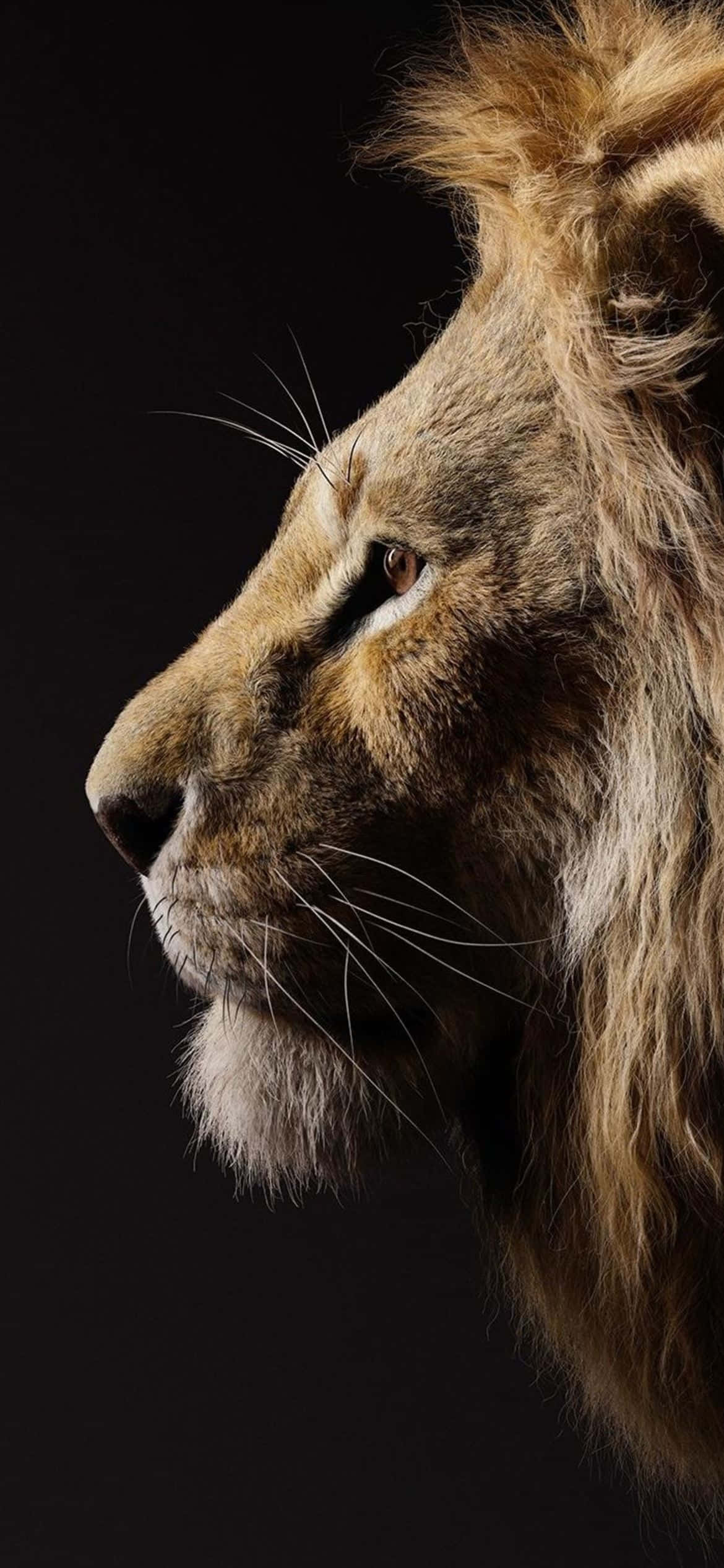 El Majestuoso Rey de la Sabana Fondos de pantalla
