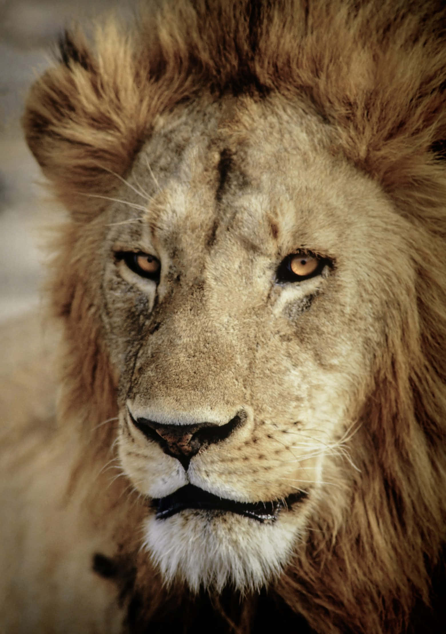 El Majestuoso Rugido del León Fondos de pantalla