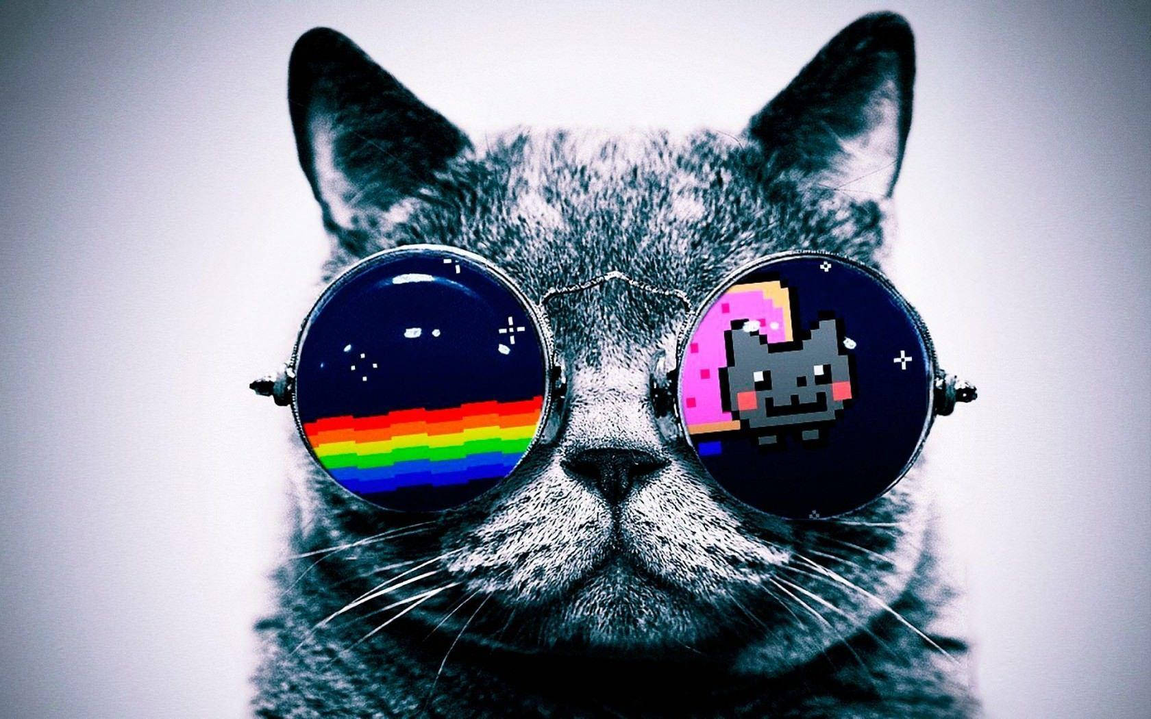 El mejor gato genial con gafas de sol Fondos de pantalla