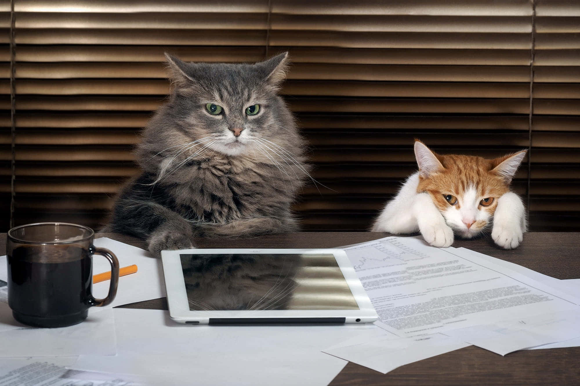 El mundo según el Gato Gruñón Fondos de pantalla