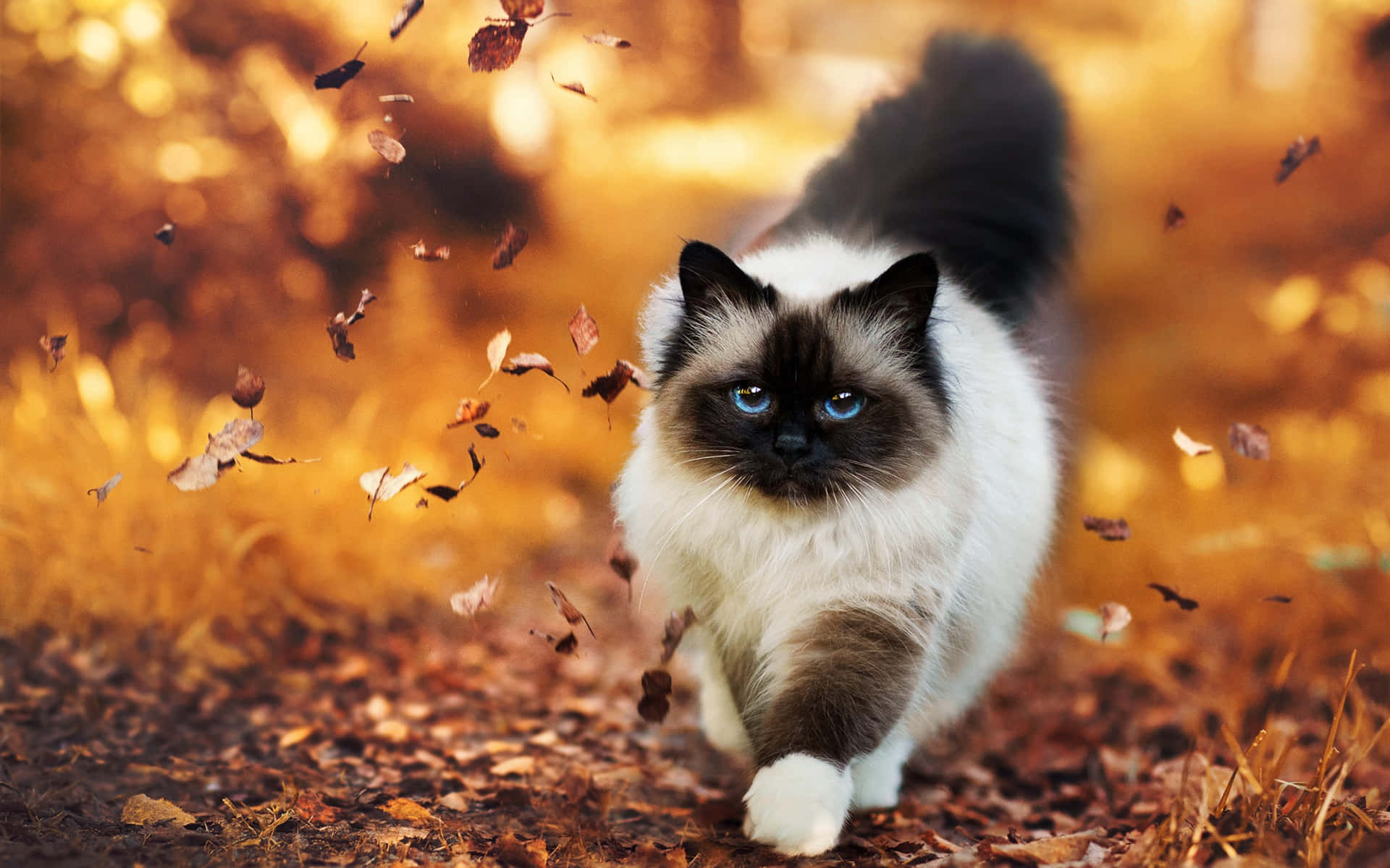 ¡El otoño en todo su esplendor! Fondos de pantalla
