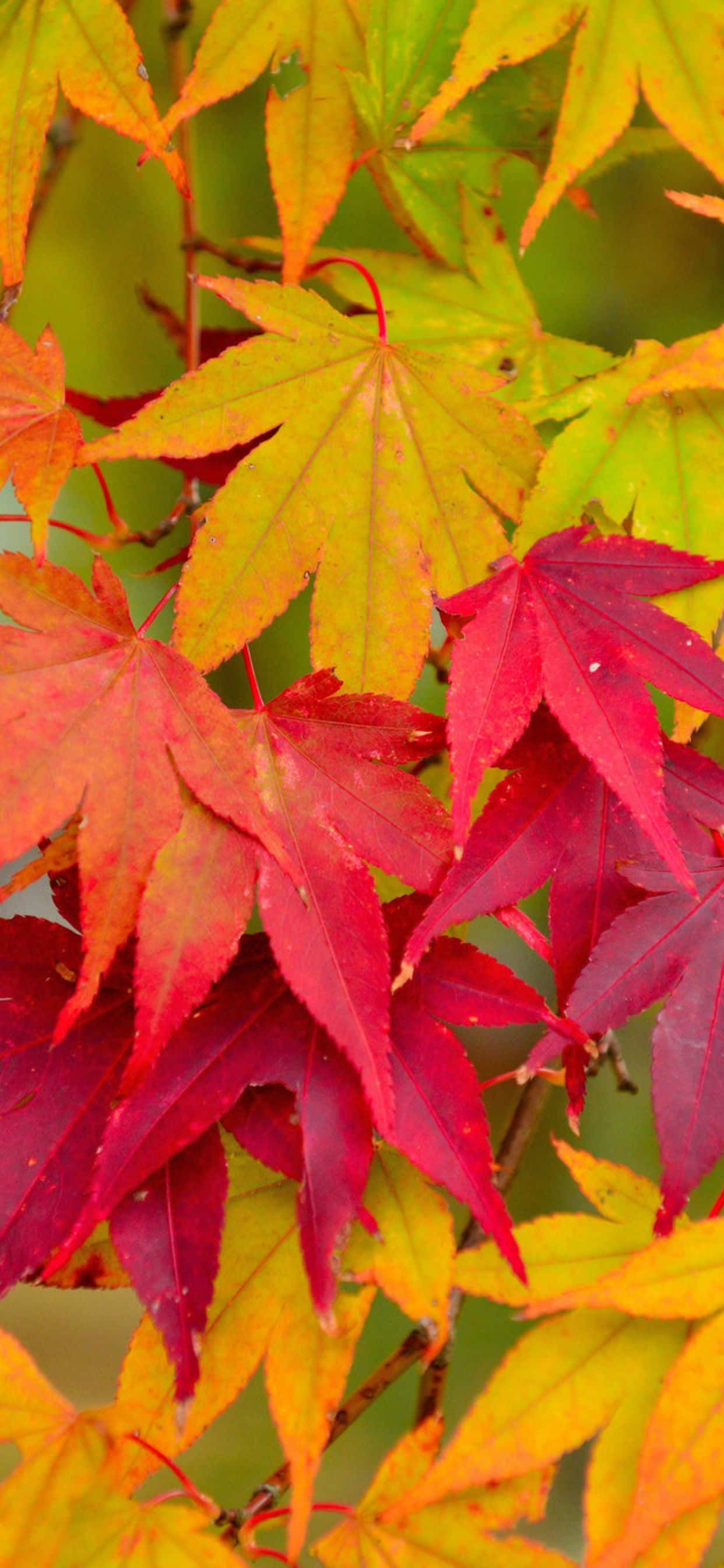 El otoño trae una hermosa transformación de hojas y colores a la naturaleza. Fondos de pantalla