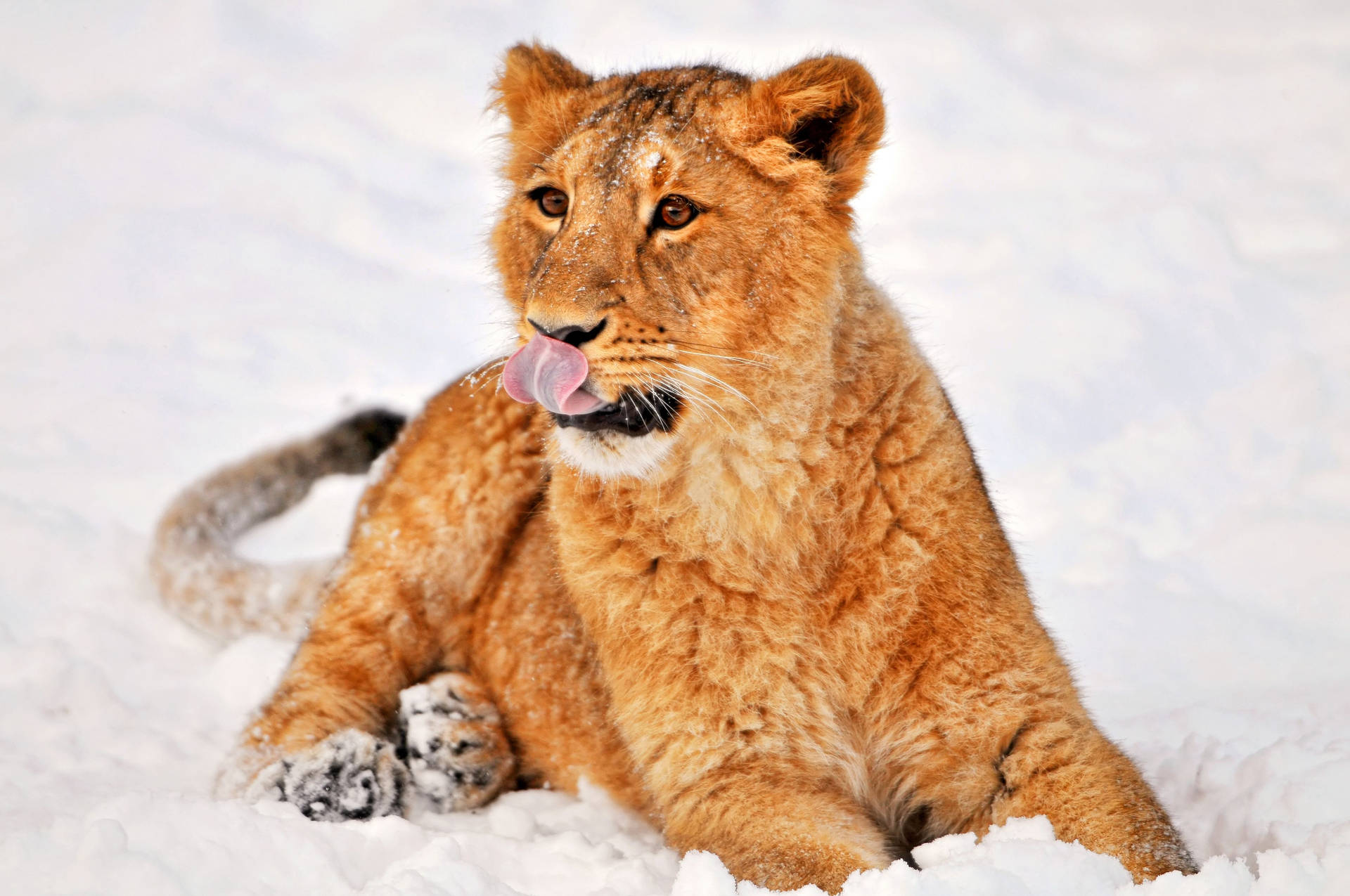 León acostado en la nieve con la lengua lamiendo su nariz. León jugando en la nieve.