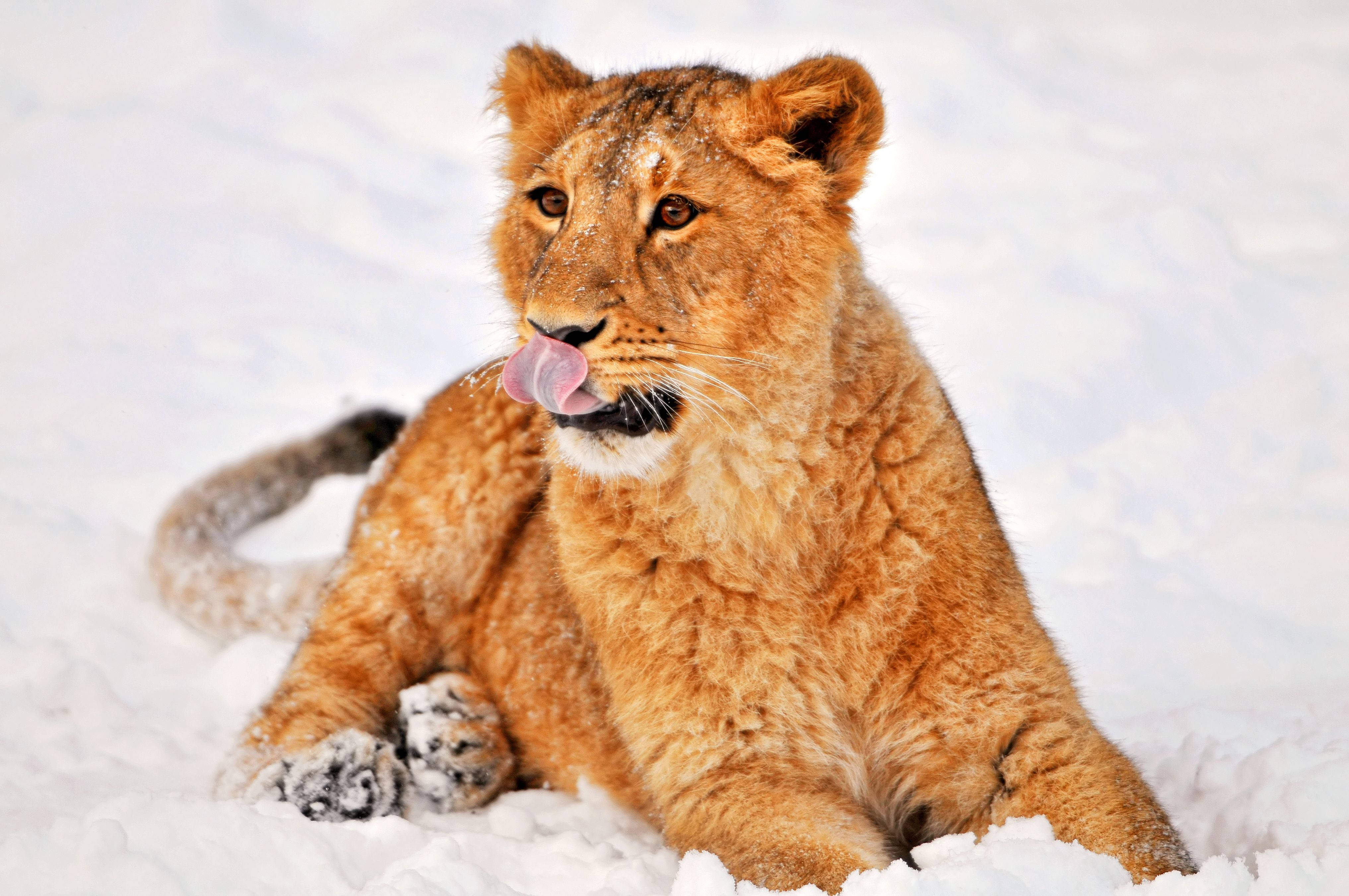 El poderoso rey león de pie en la fría nieve invernal Fondos de pantalla