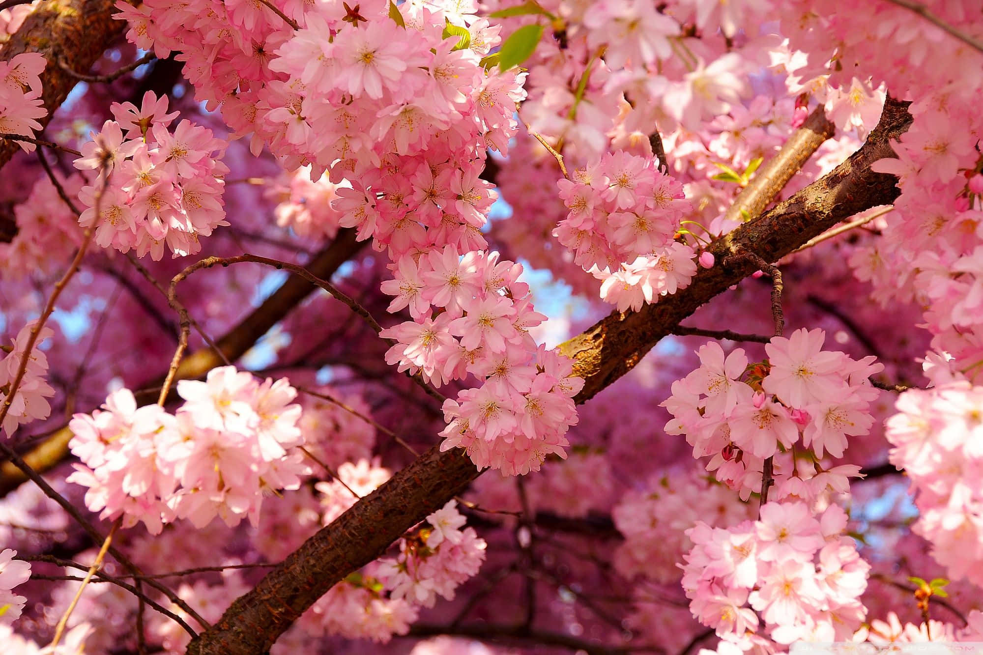 El Rosa Está de Moda Fondos de pantalla