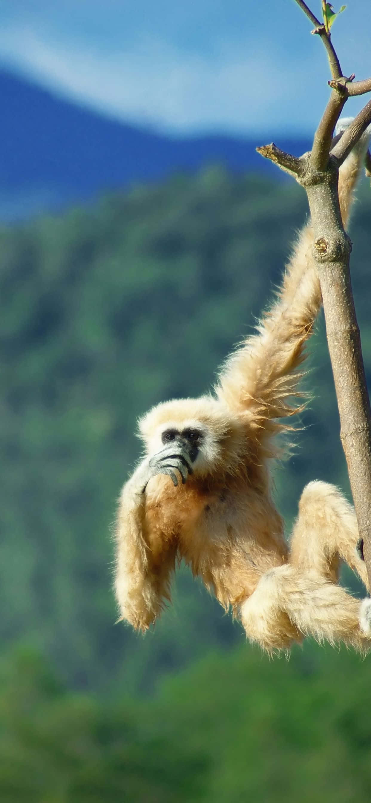 El teléfono perfecto - iPhone Xs Max Gibbon Fondos de pantalla