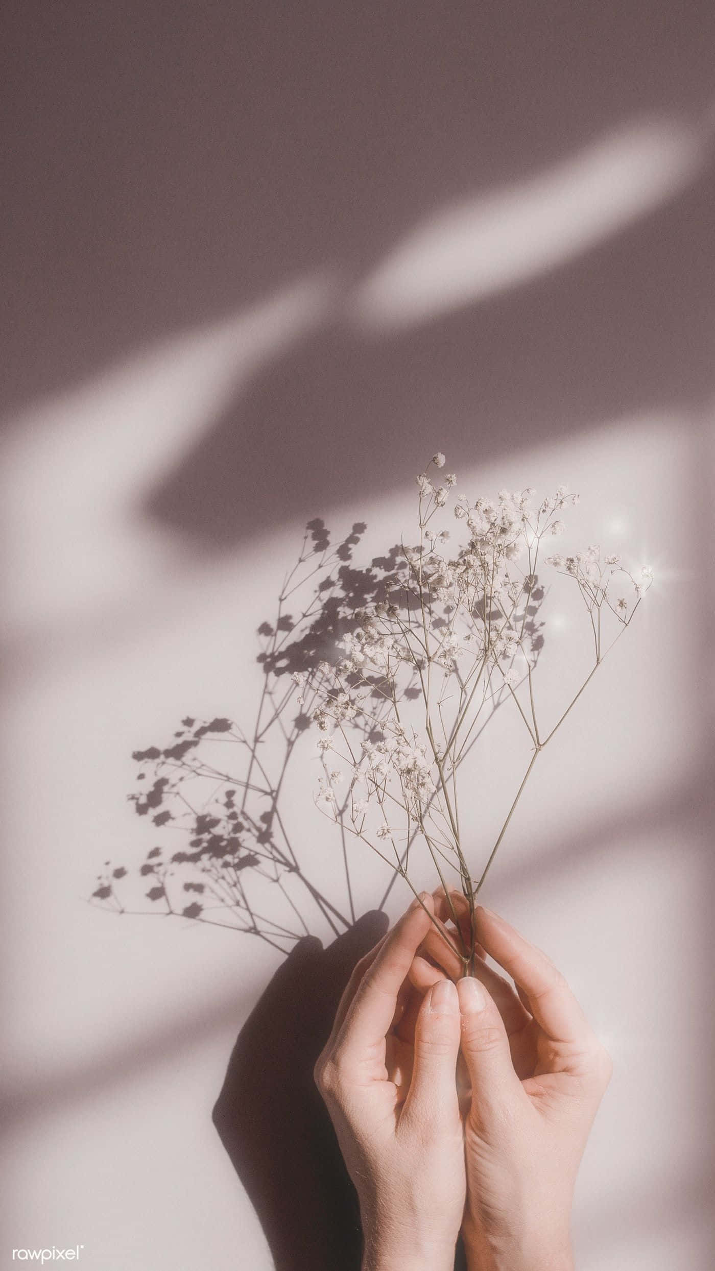 El toque floral perfecto para alegrar cualquier día. Fondos de pantalla