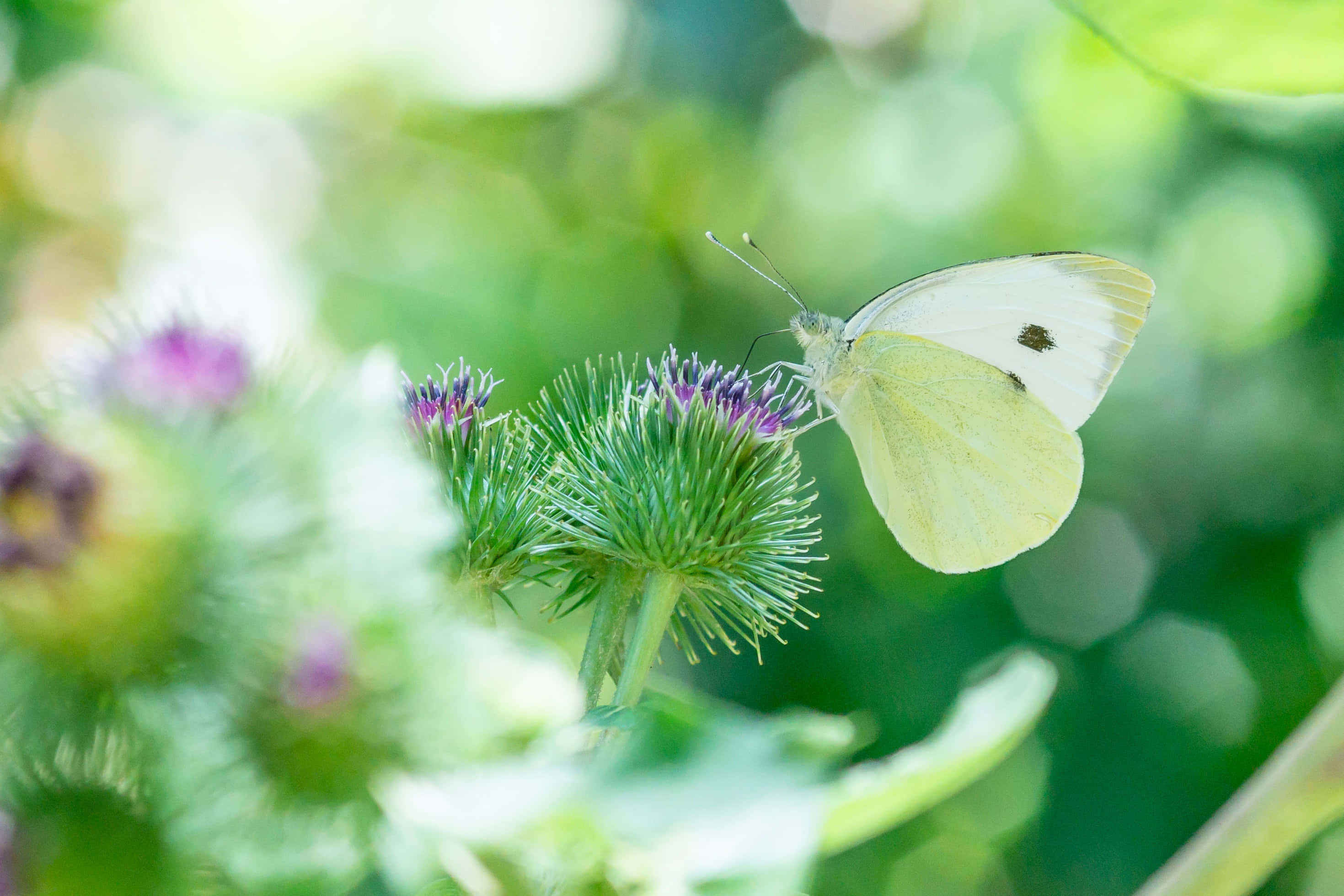 Elegancia delicada de una mariposa Fondos de pantalla