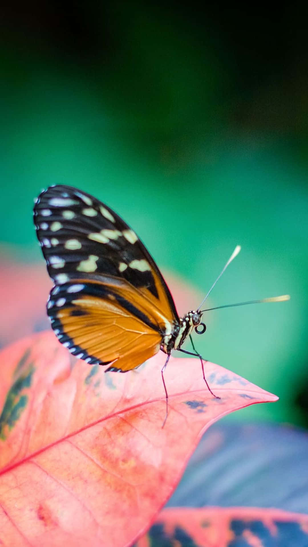 Elegancia en Vuelo - Fondo de Pantalla Estético de Mariposas Fondos de pantalla