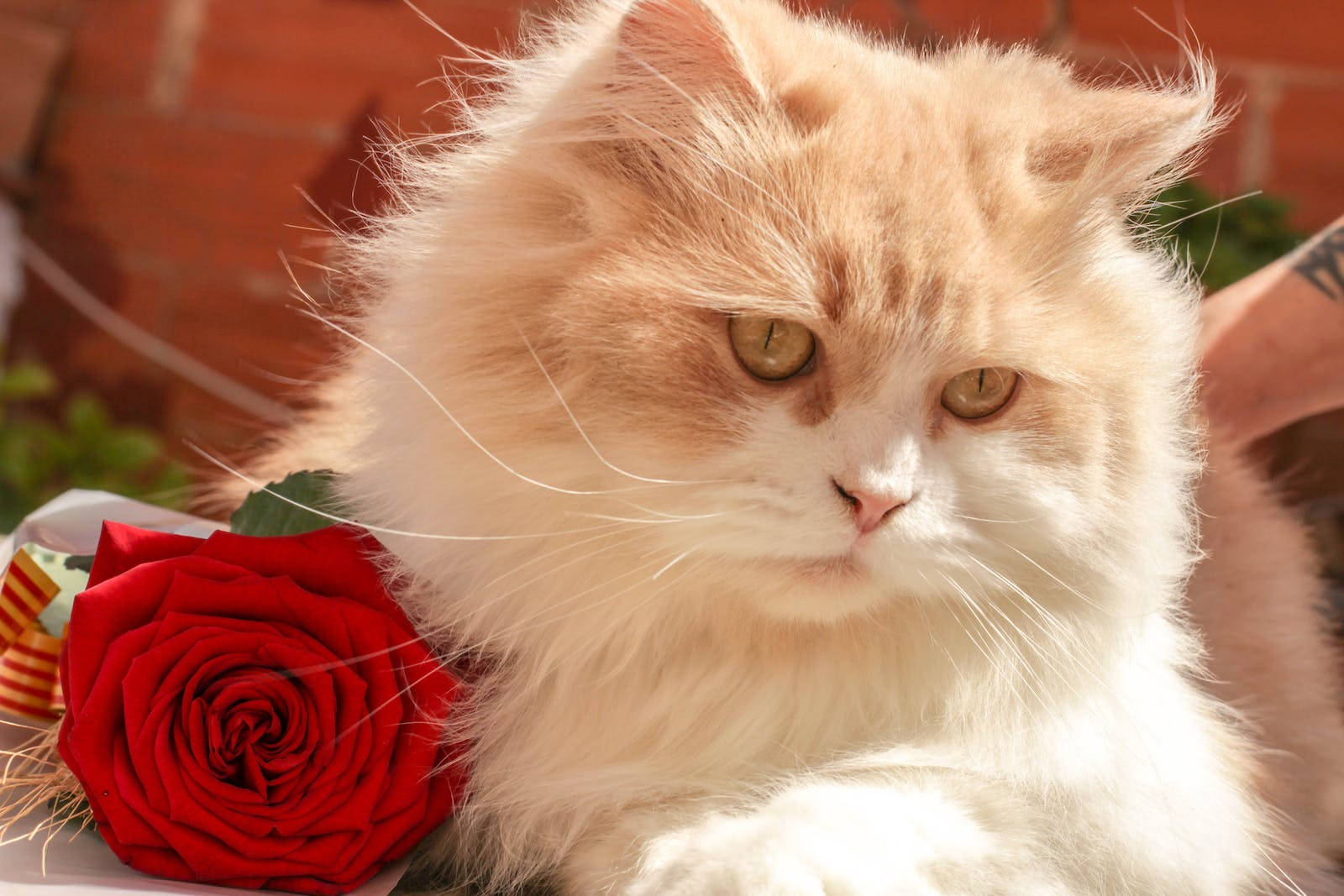 Elegancia Floreciente - Vista Magnífica de una Rosa Roja Besada por el Rocío Fondos de pantalla