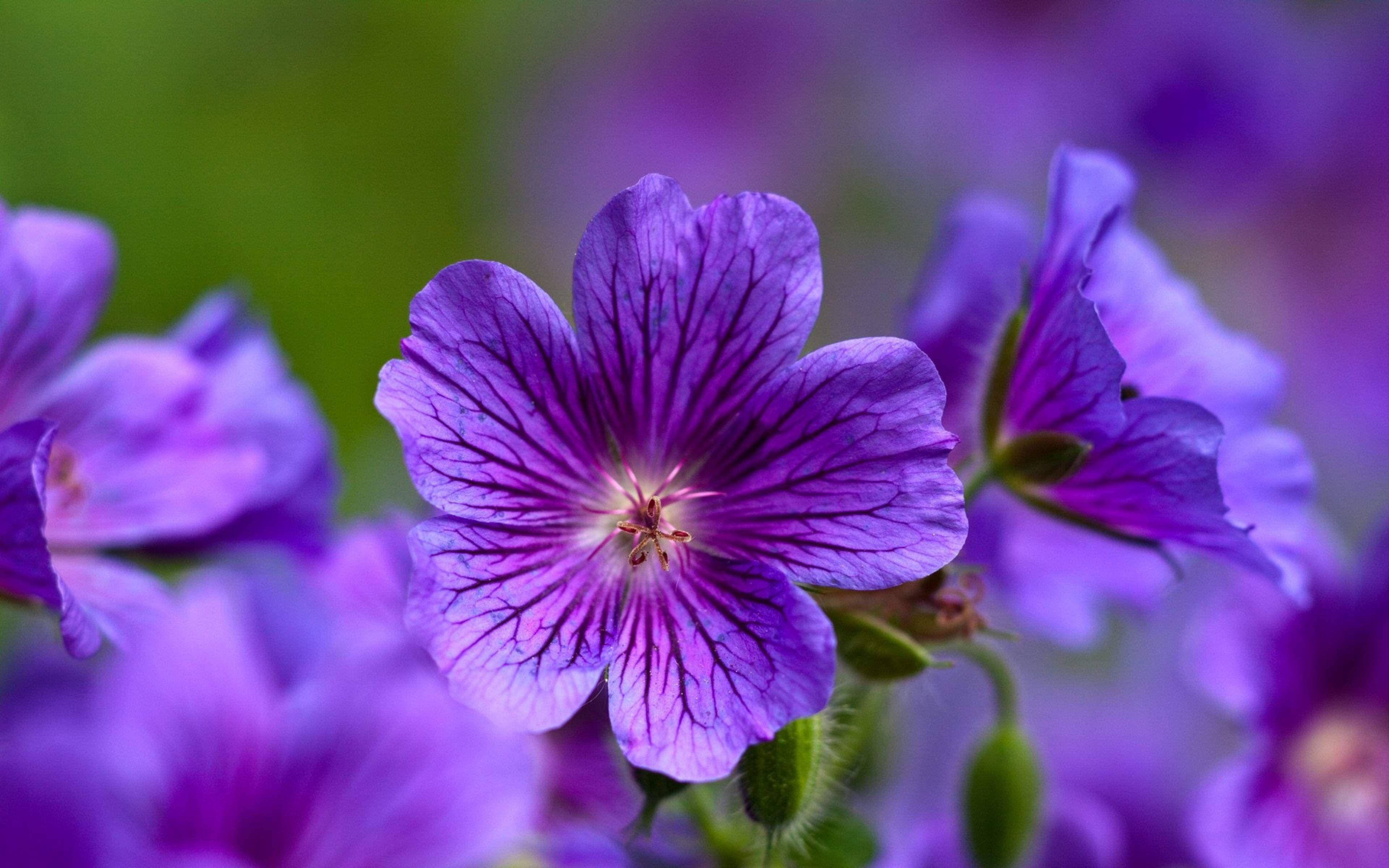 Elegante exhibición de Geranio de Cranesbill - La Belleza Púrpura Fondos de pantalla