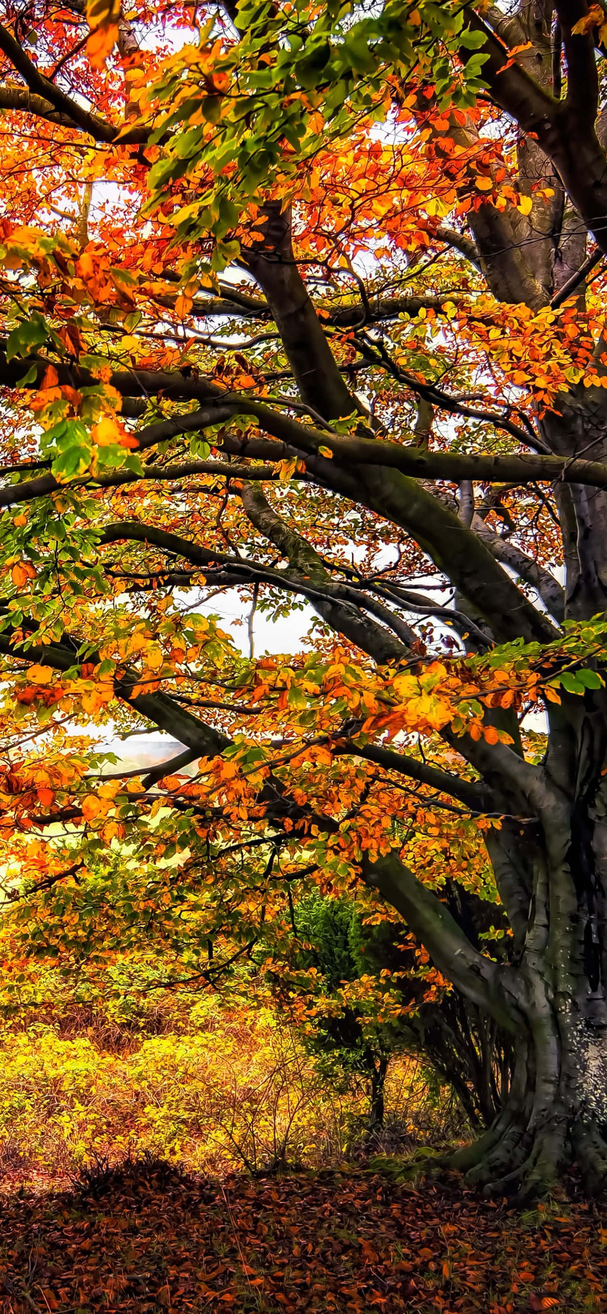 Enamórate de las impresionantes vistas de la naturaleza usando el iPhone Xs Max Fondos de pantalla