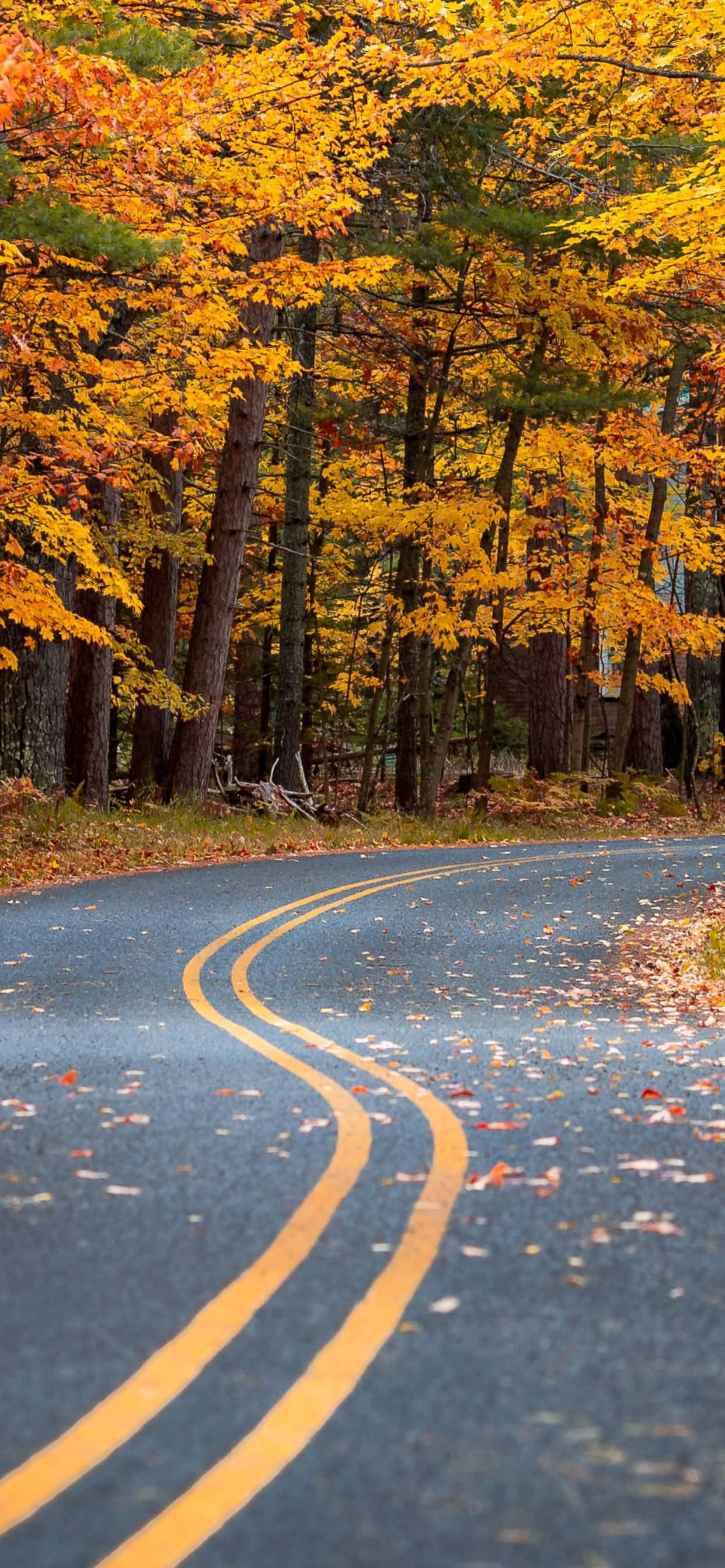 Enamórate del esplendor del otoño en tu iPhone XS Max Fondos de pantalla