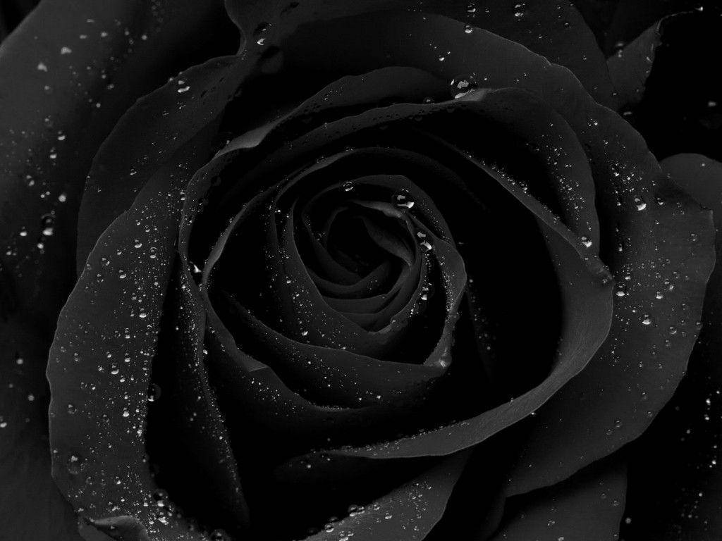 Encantador Gatito Negro Oculto en las Sombras Fondos de pantalla
