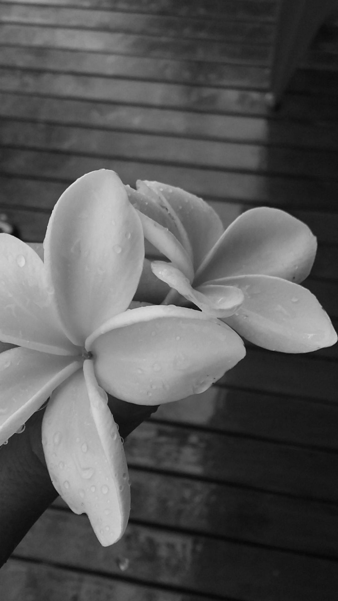 Encantadora Estética Floral Apagada Fondos de pantalla