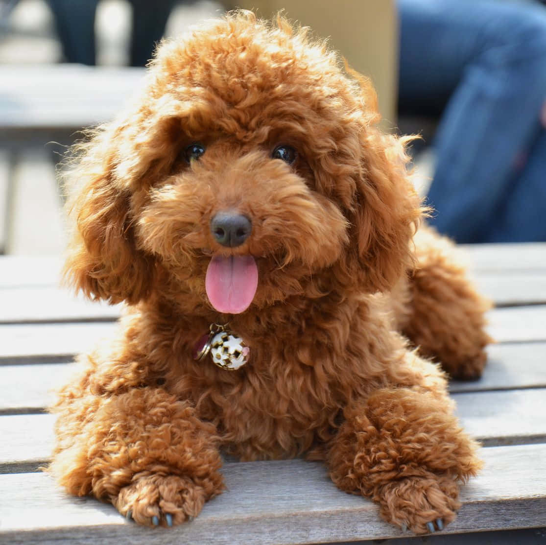 Encantadores perritos posando juguetonamente para una foto Fondos de pantalla