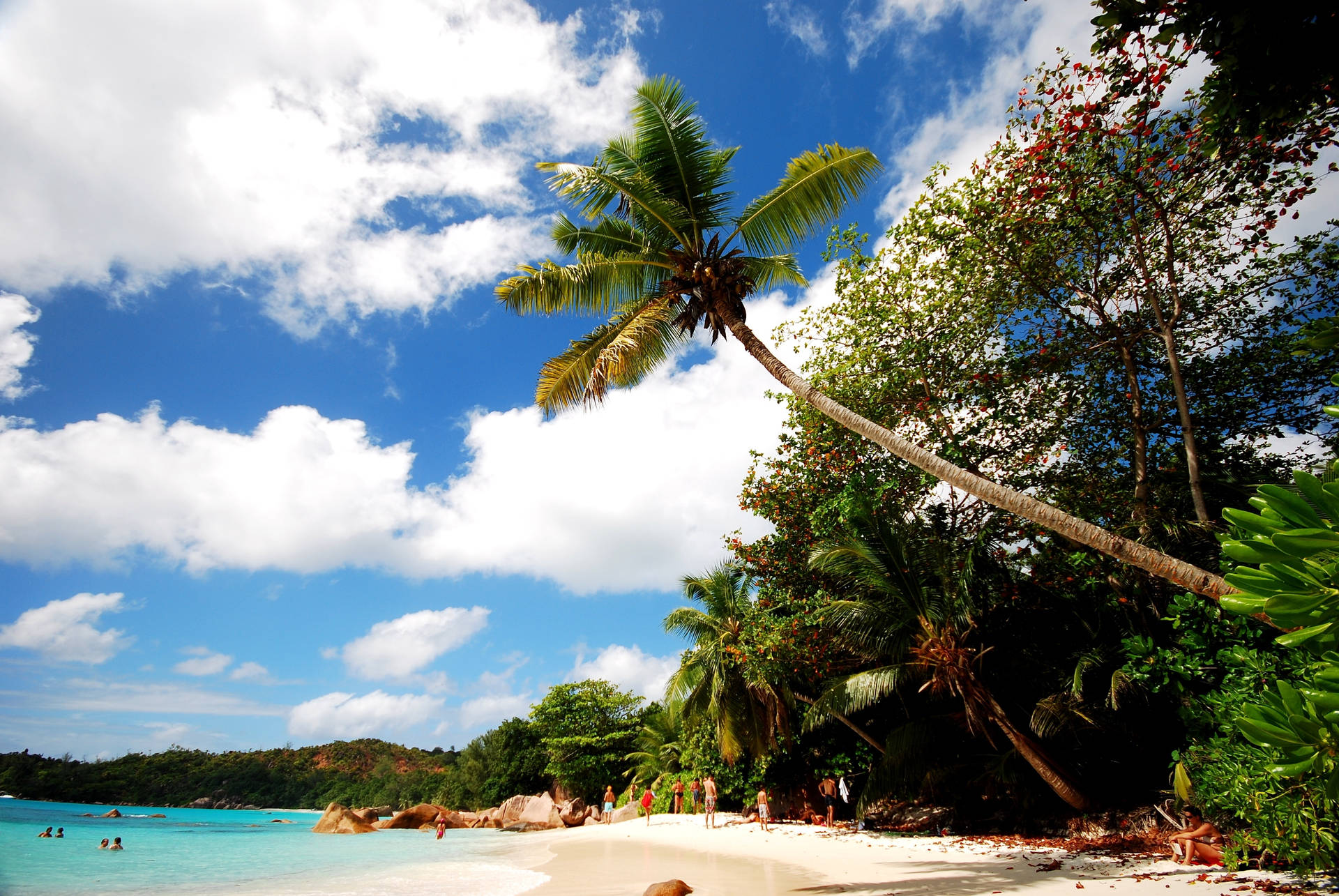 Fondo de pantalla de una playa con grandes árboles verdes.