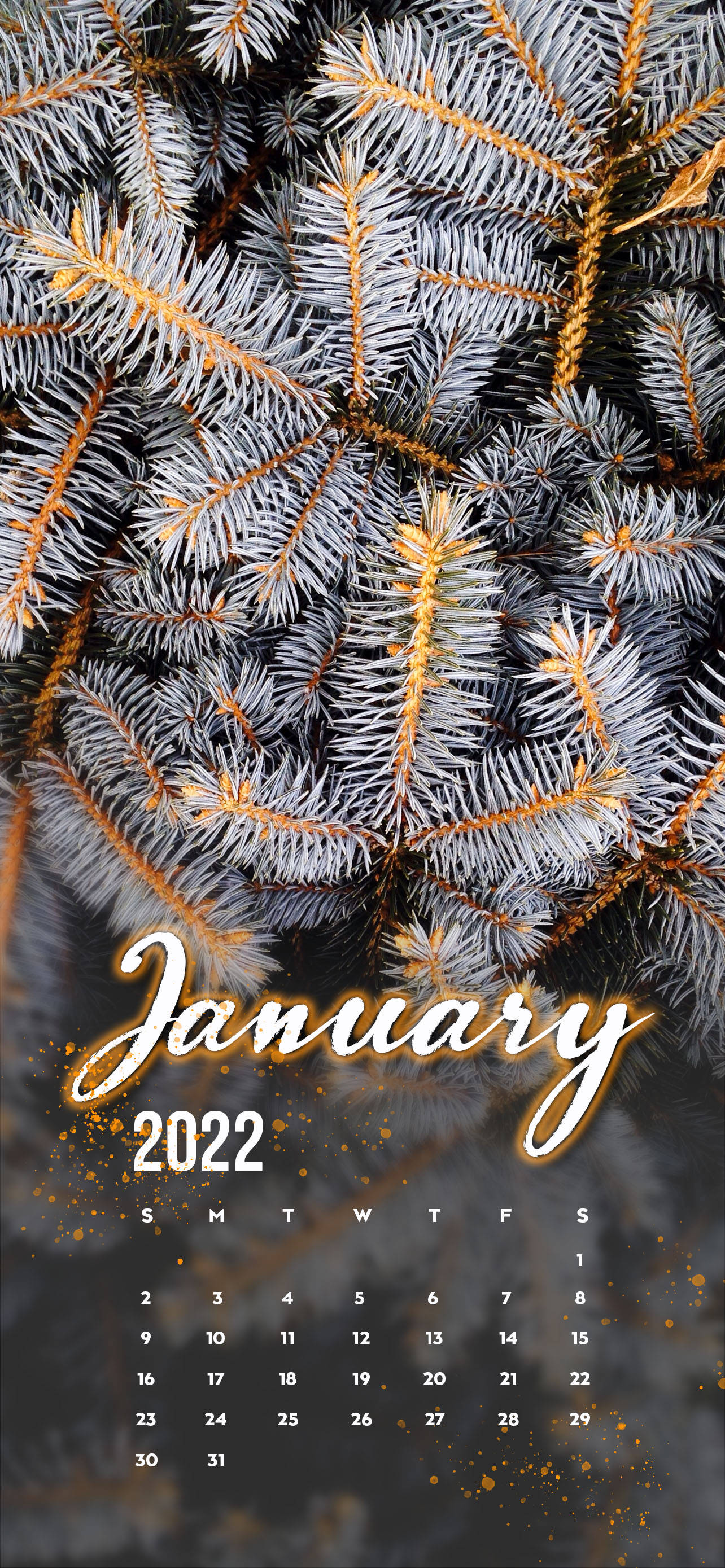 Enero 2022 Pino Blanco Fondos de pantalla