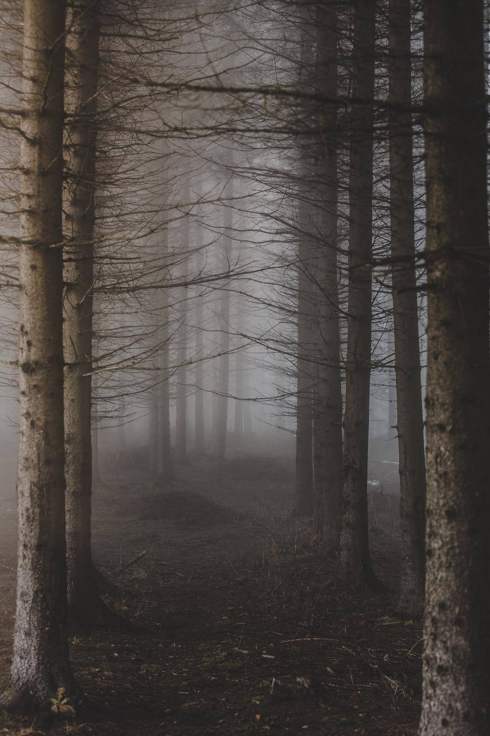 Enigmático Paisaje de Bosque Neblinoso Fondos de pantalla