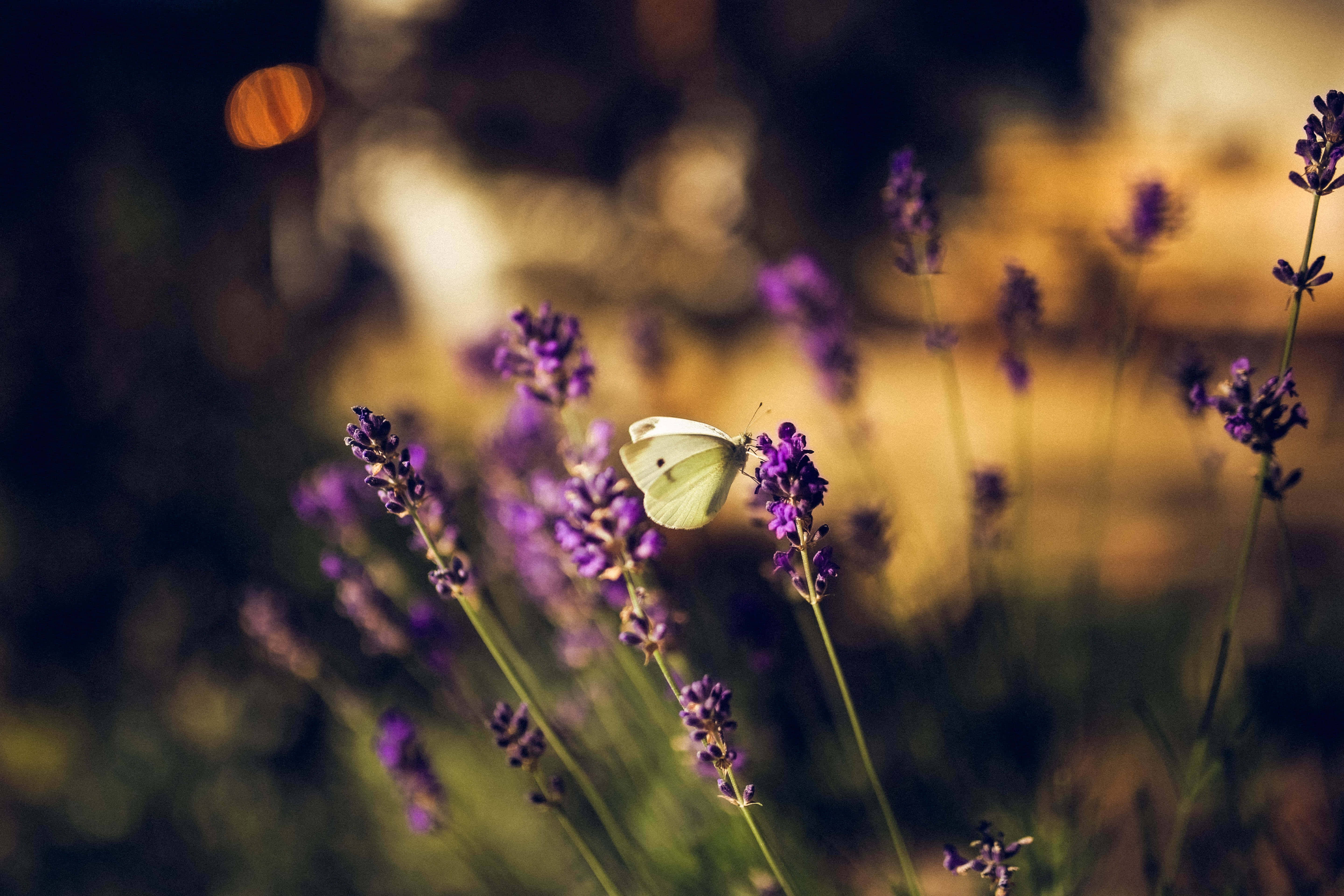 Enjambres de mariposas exquisitas muestran la belleza de la naturaleza Fondos de pantalla