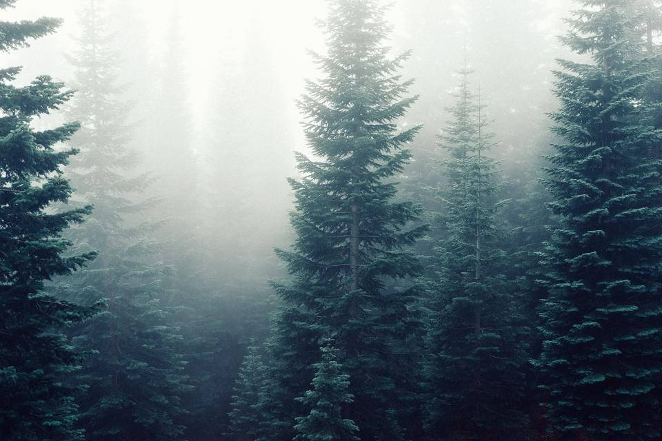 Enormes pinos en bosque brumoso Fondos de pantalla