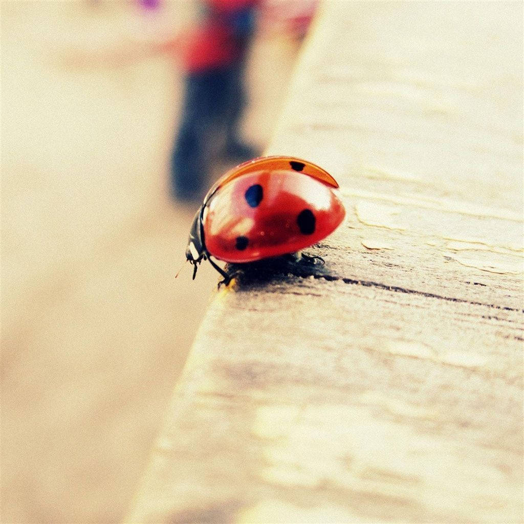 Escarabajo mariquita insecto Fondos de pantalla