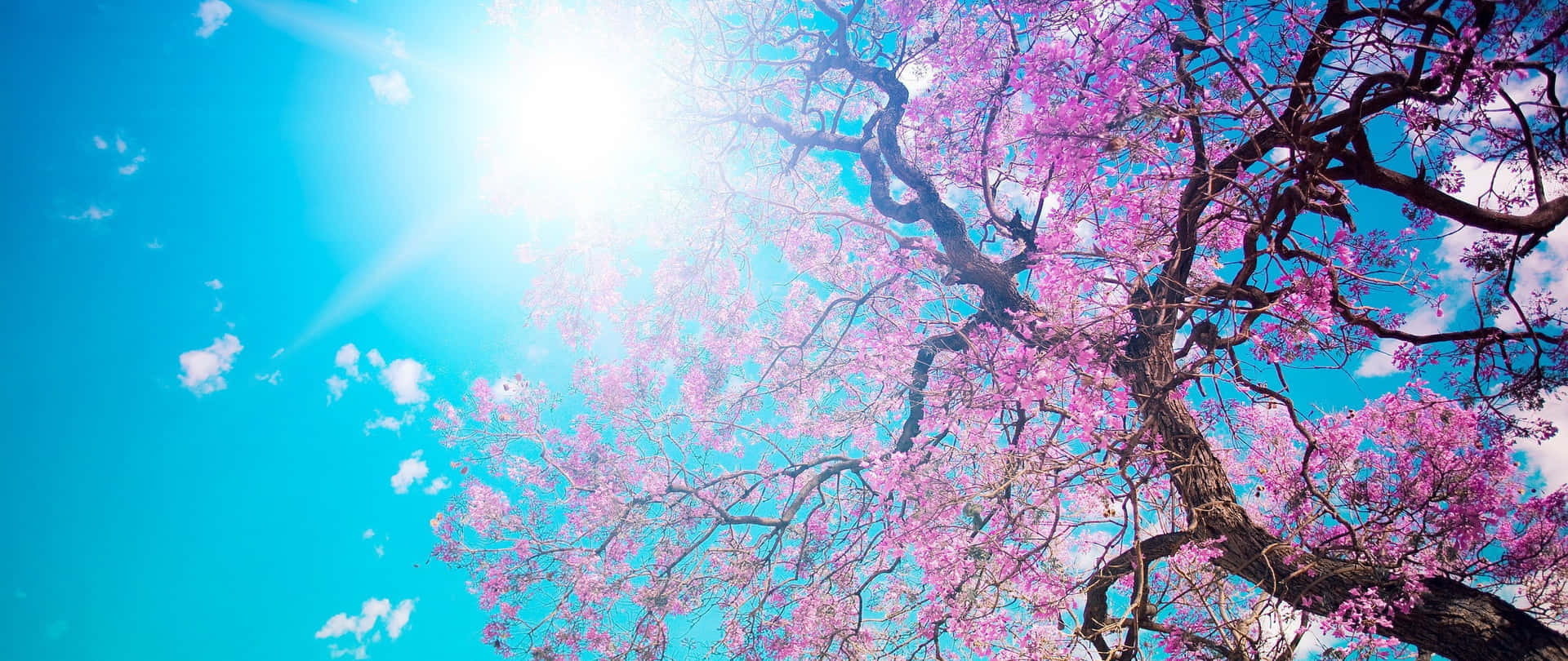 Escena Anime de Cerezos en Flor con Sol Brillante Fondos de pantalla