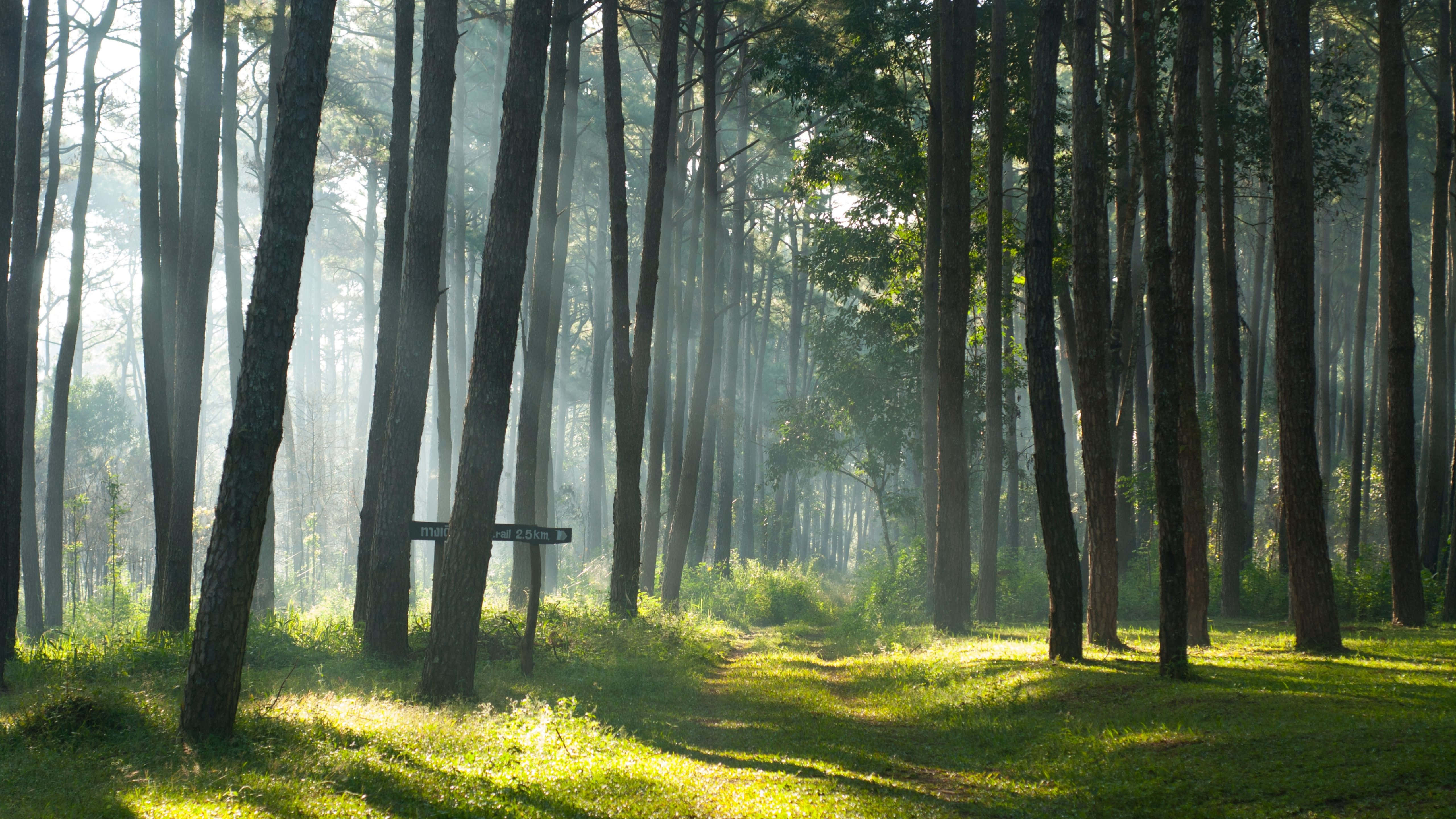 Escena Natural Espléndida con Flora y Fauna Fondos de pantalla